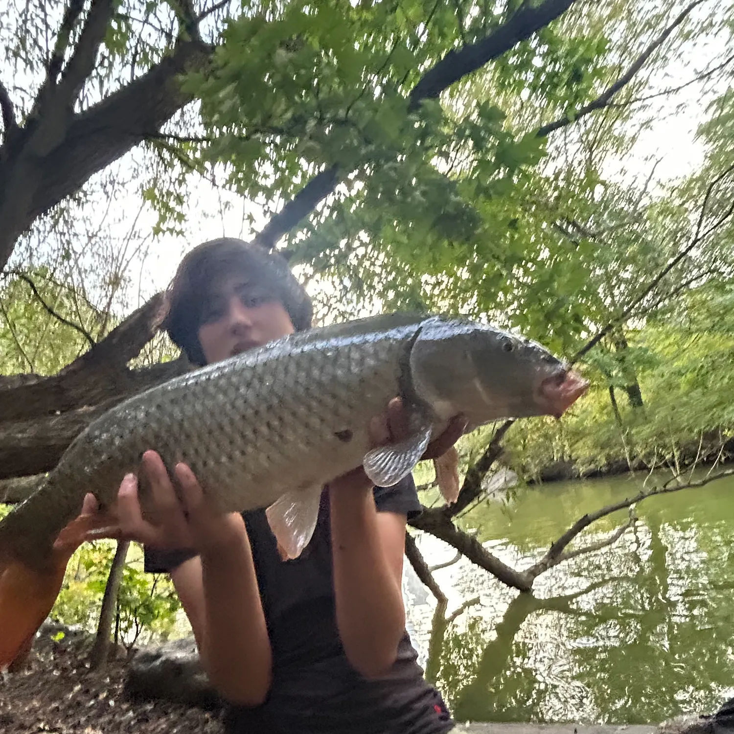 Common carp caught on Fishbrain