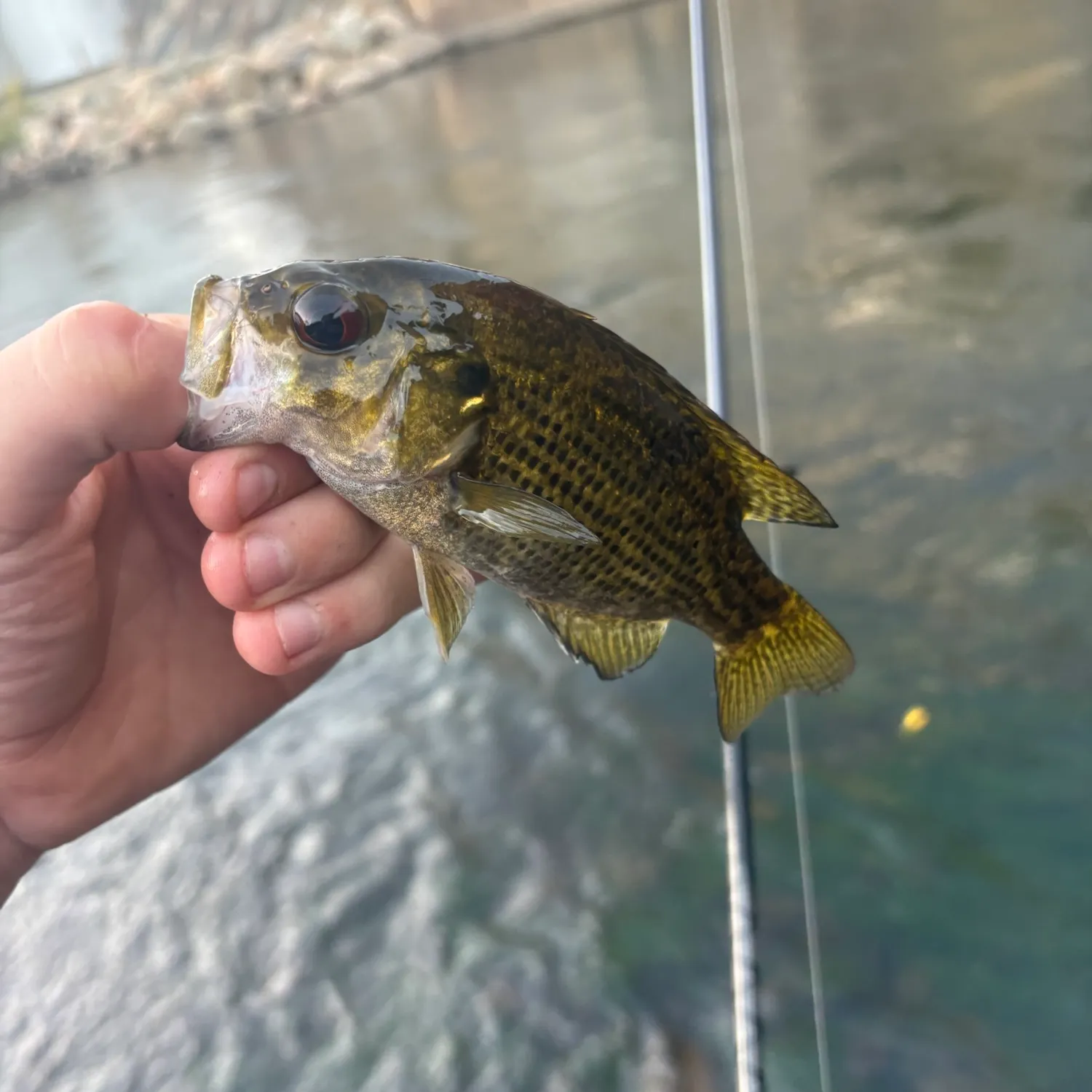 Rock bass caught on Fishbrain