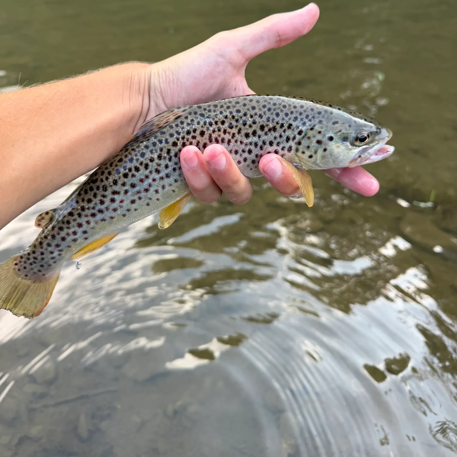 Brown trout caught on Fishbrain