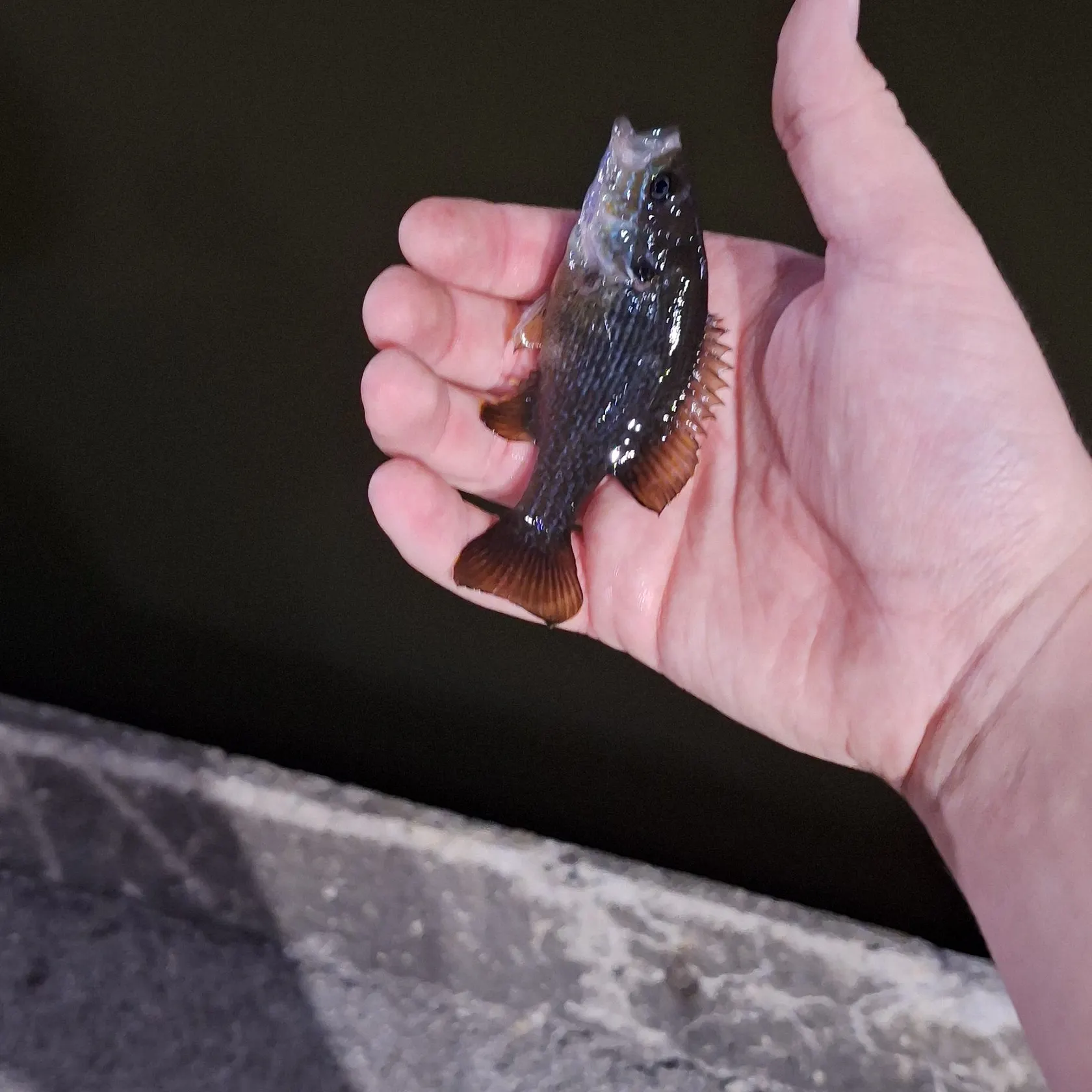 Redear x bluegill caught on Fishbrain