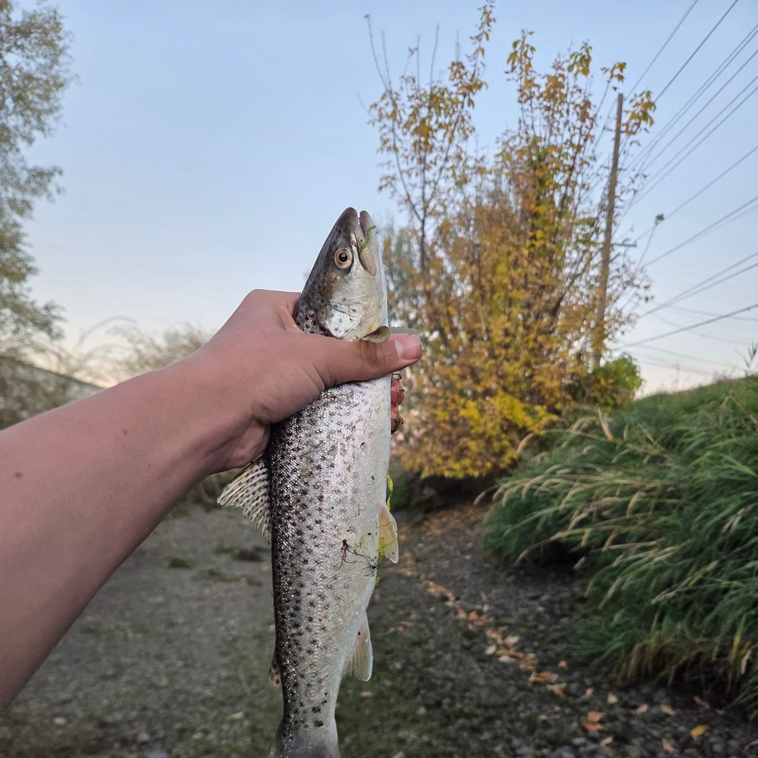 Brown trout caught on Fishbrain