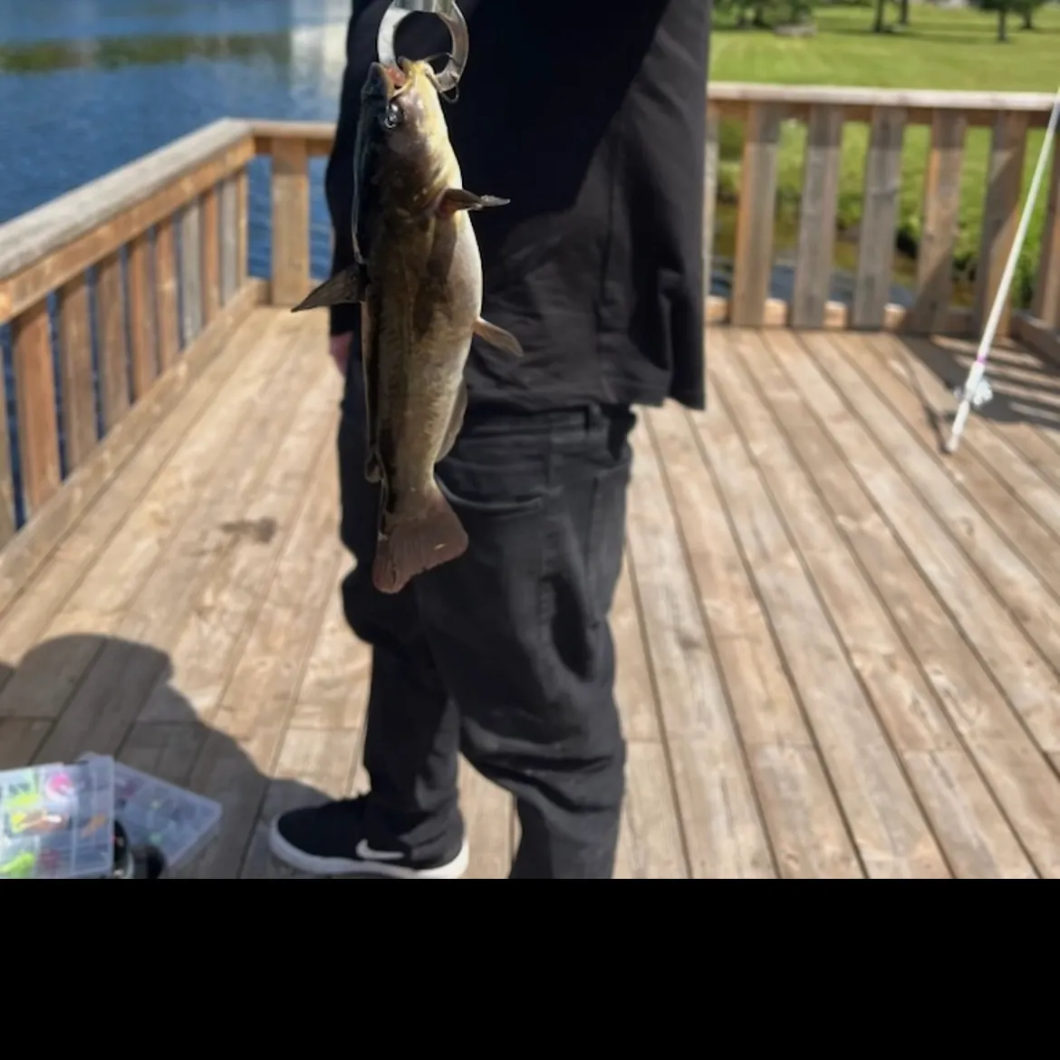 Black bullhead caught on Fishbrain