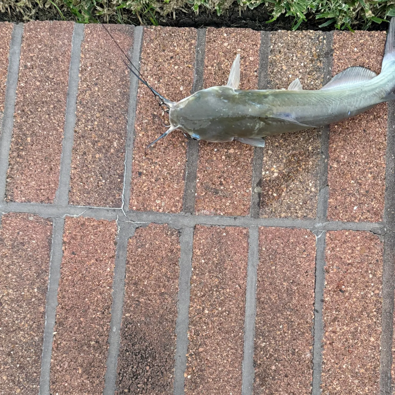 Channel catfish caught on Fishbrain