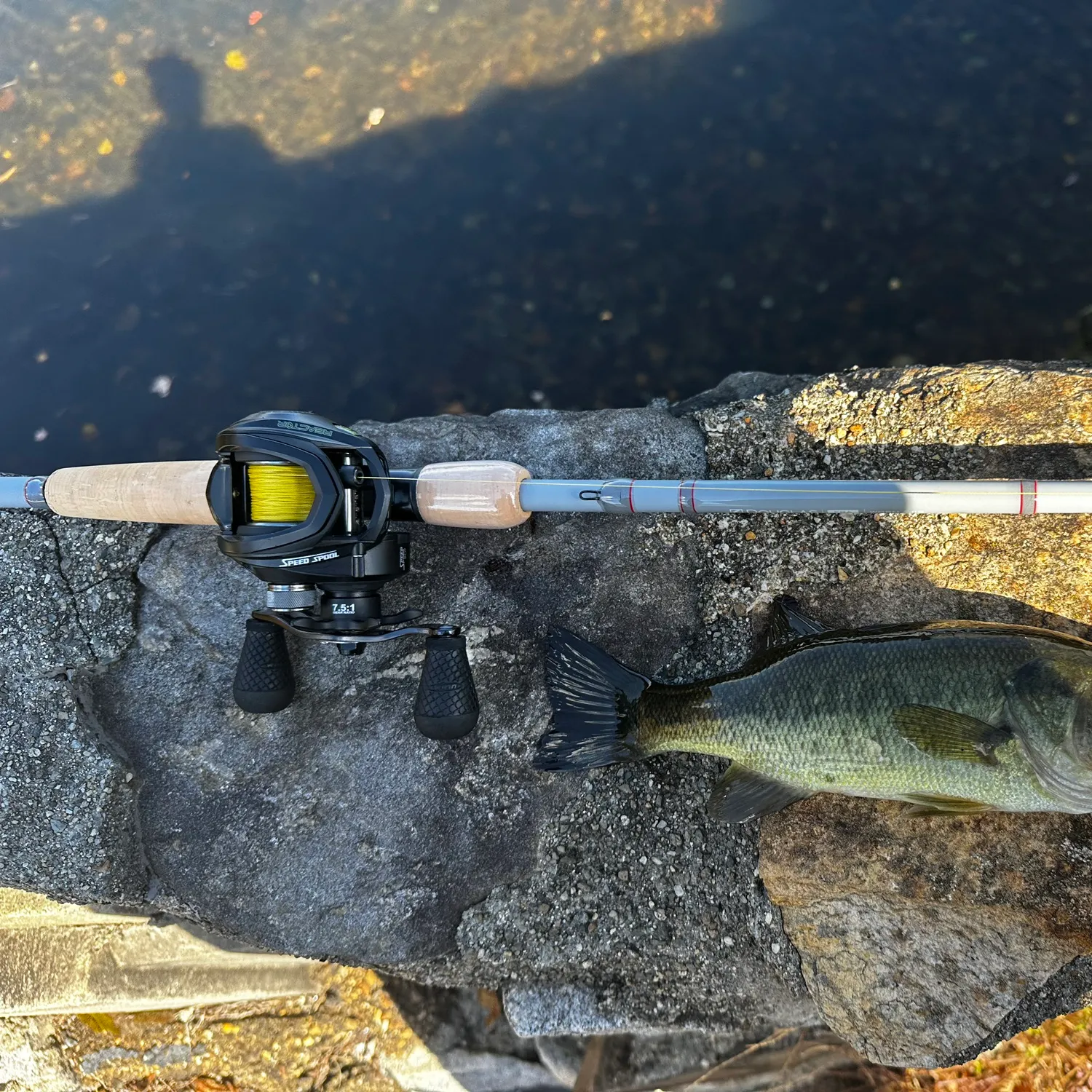Largemouth bass caught on Fishbrain