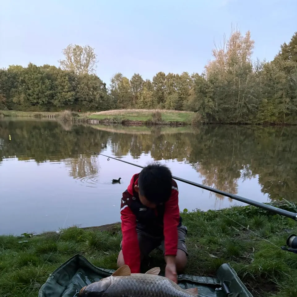 Common carp caught on Fishbrain