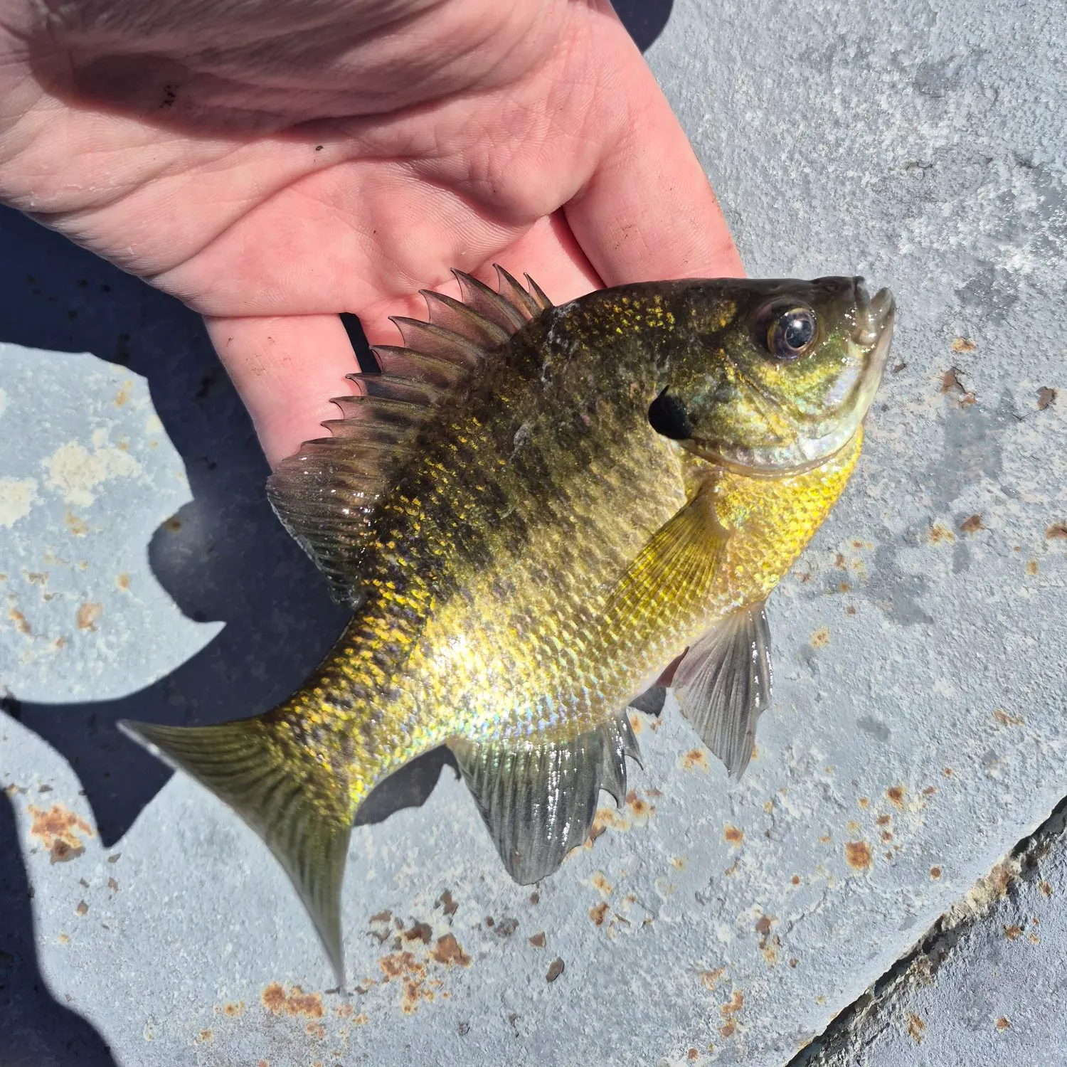 Bluegill caught on Fishbrain