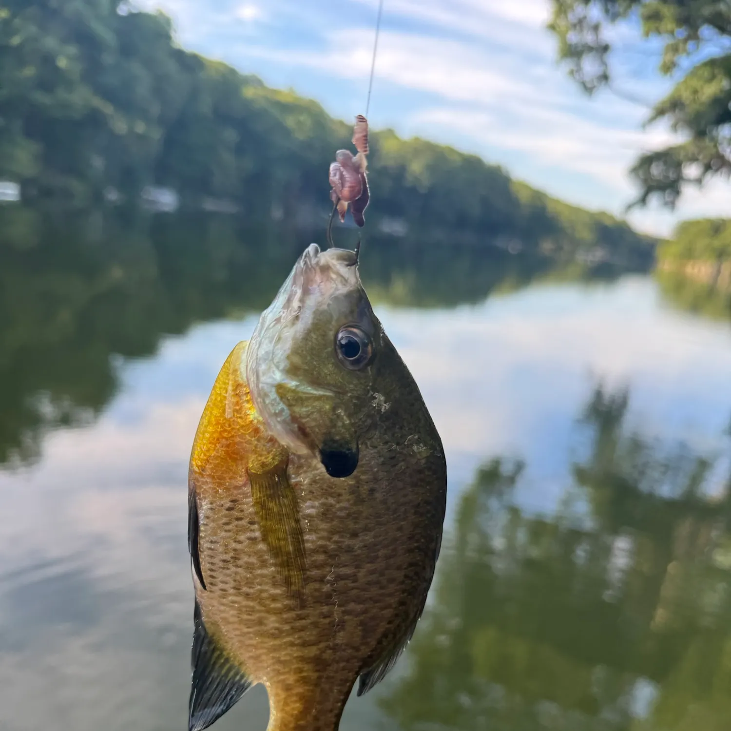 Bluegill caught on Fishbrain