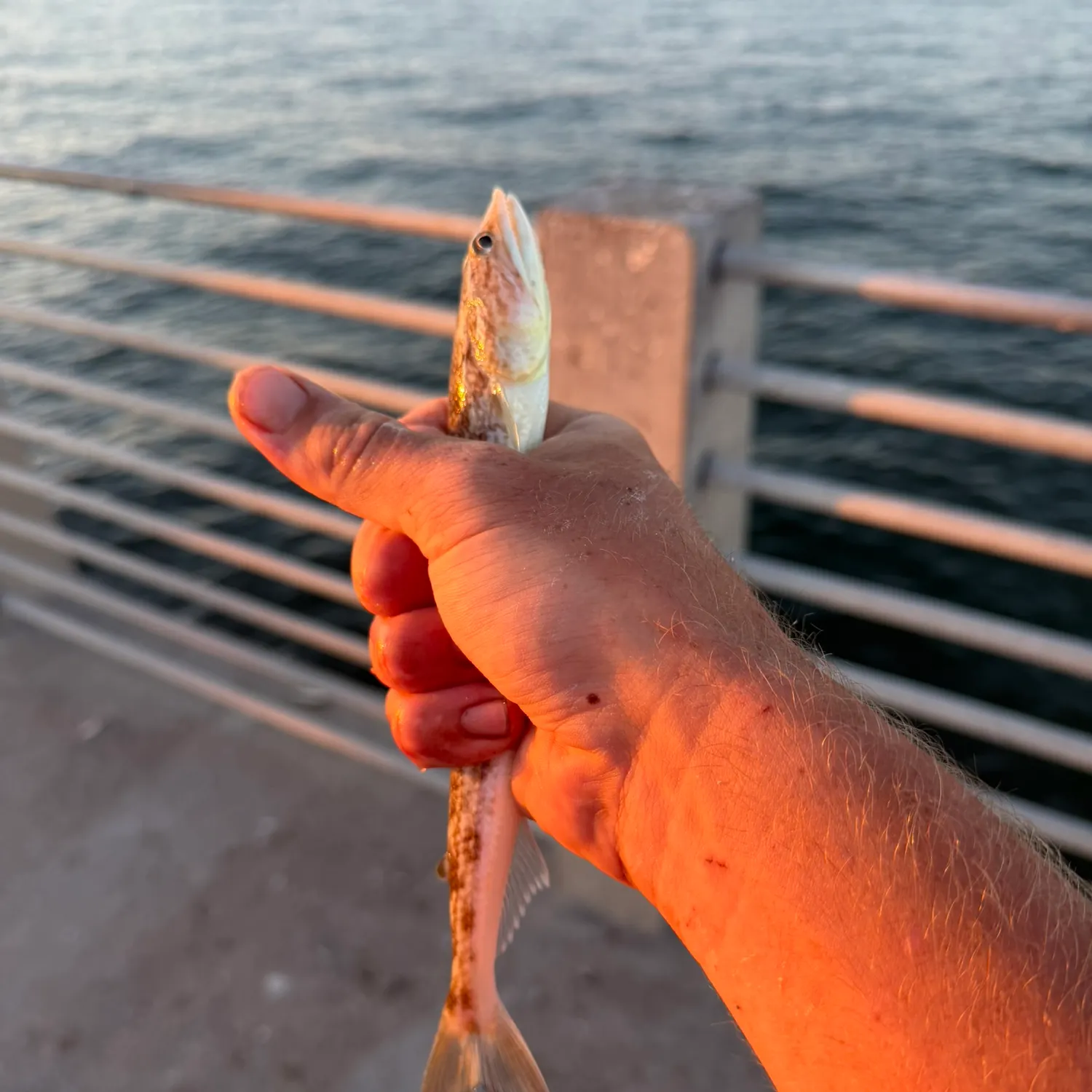 Inshore lizardfish caught on Fishbrain