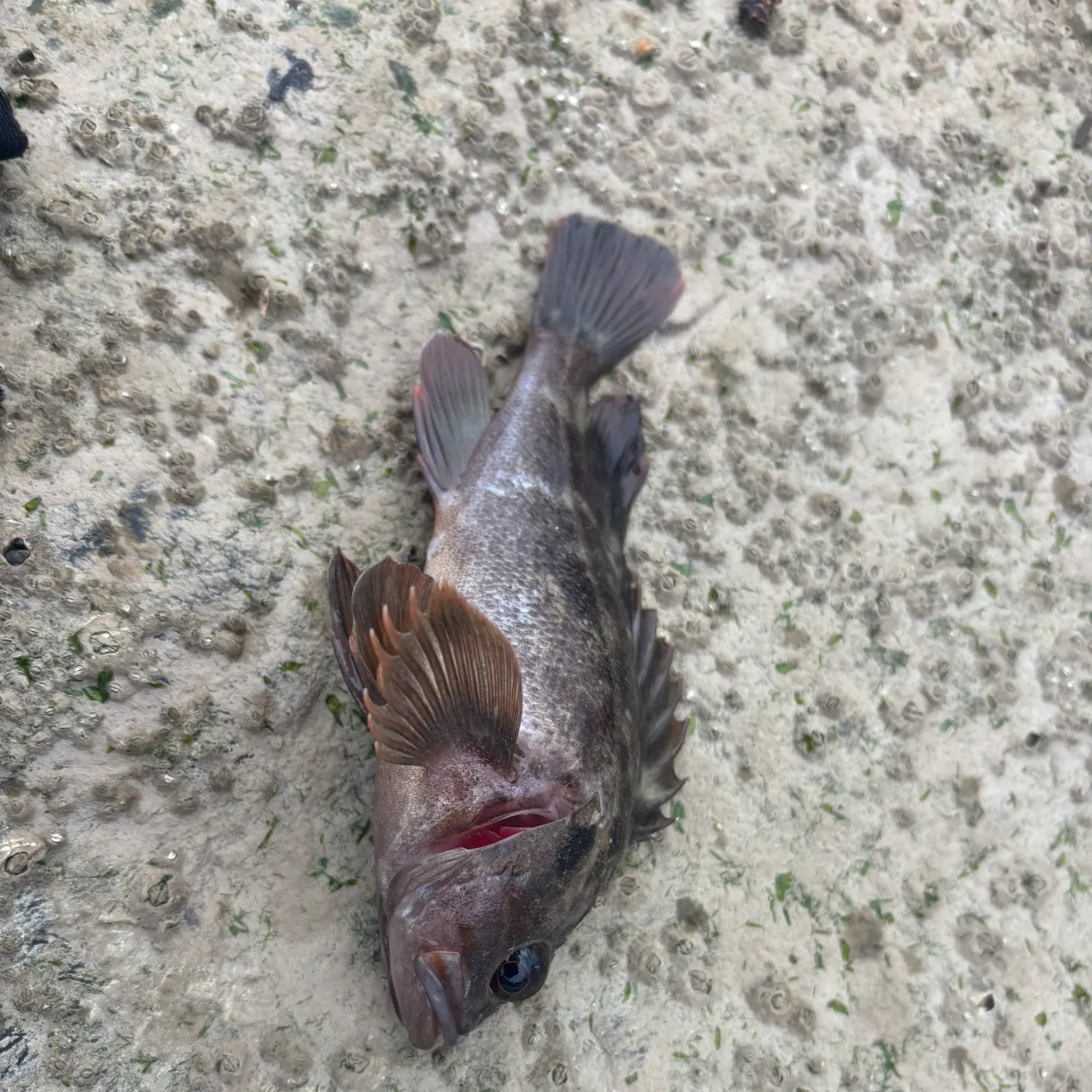 The most recent Brown rockfish catches on Fishbrain