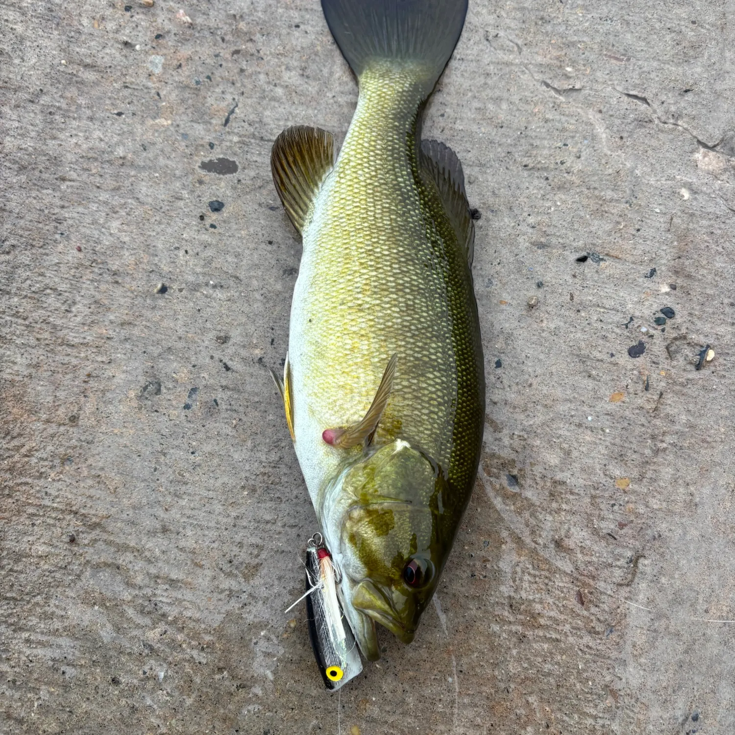Smallmouth bass caught on Fishbrain