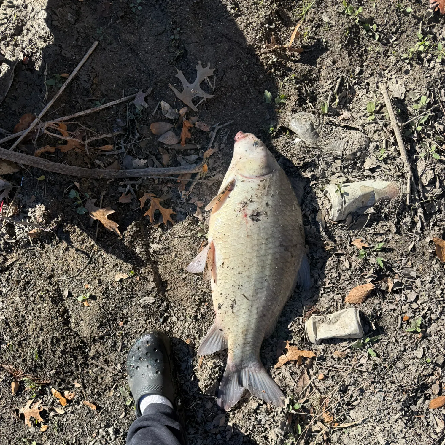 The most recent Smallmouth buffalo catches on Fishbrain