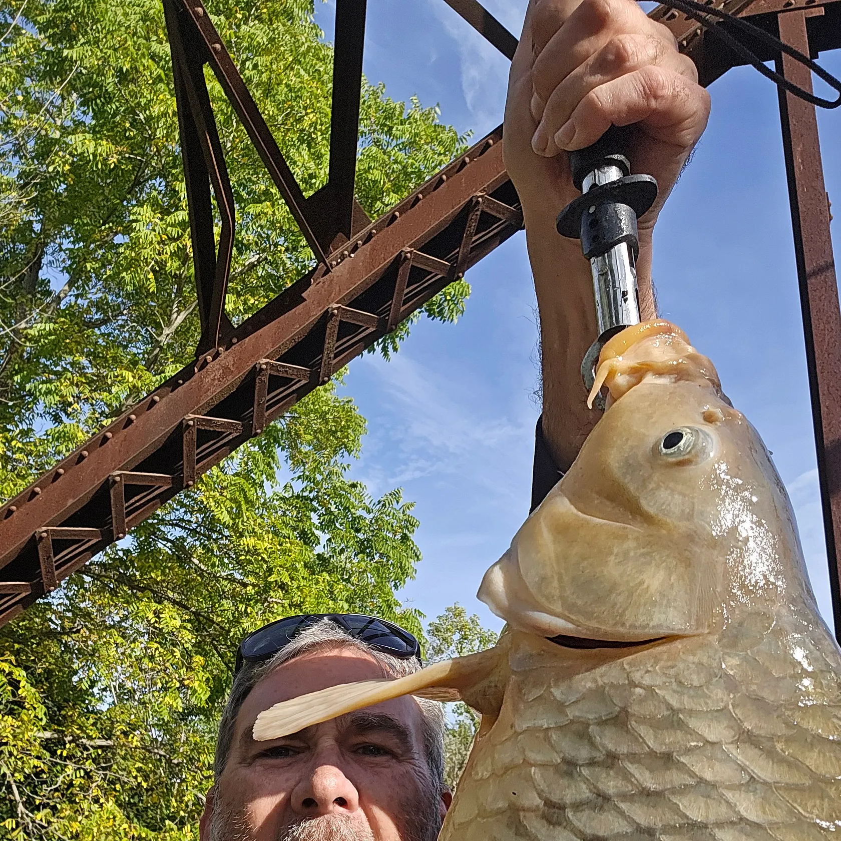 Common carp caught on Fishbrain