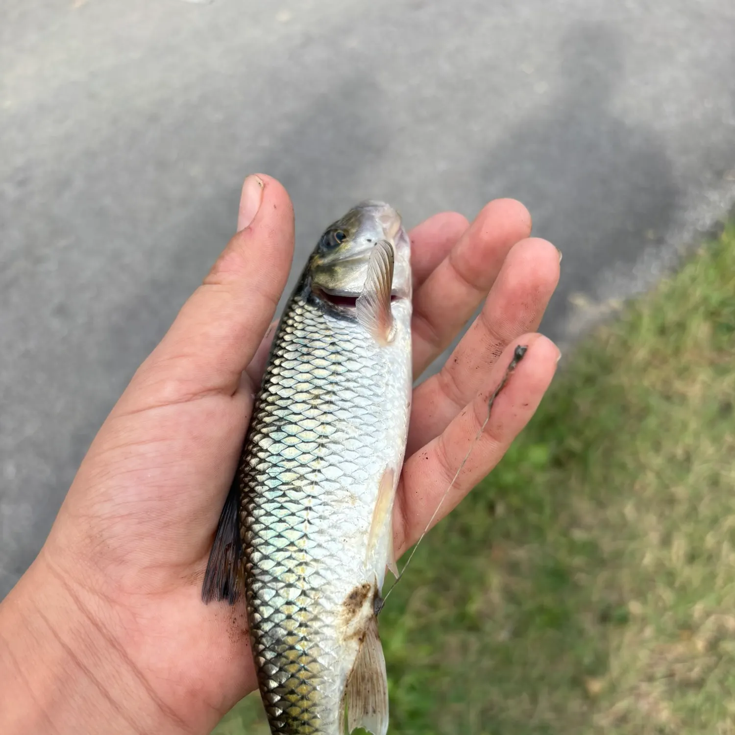 Fallfish caught on Fishbrain