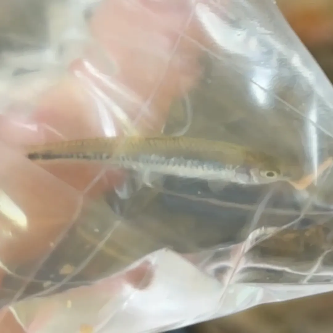 Weed shiner caught on Fishbrain