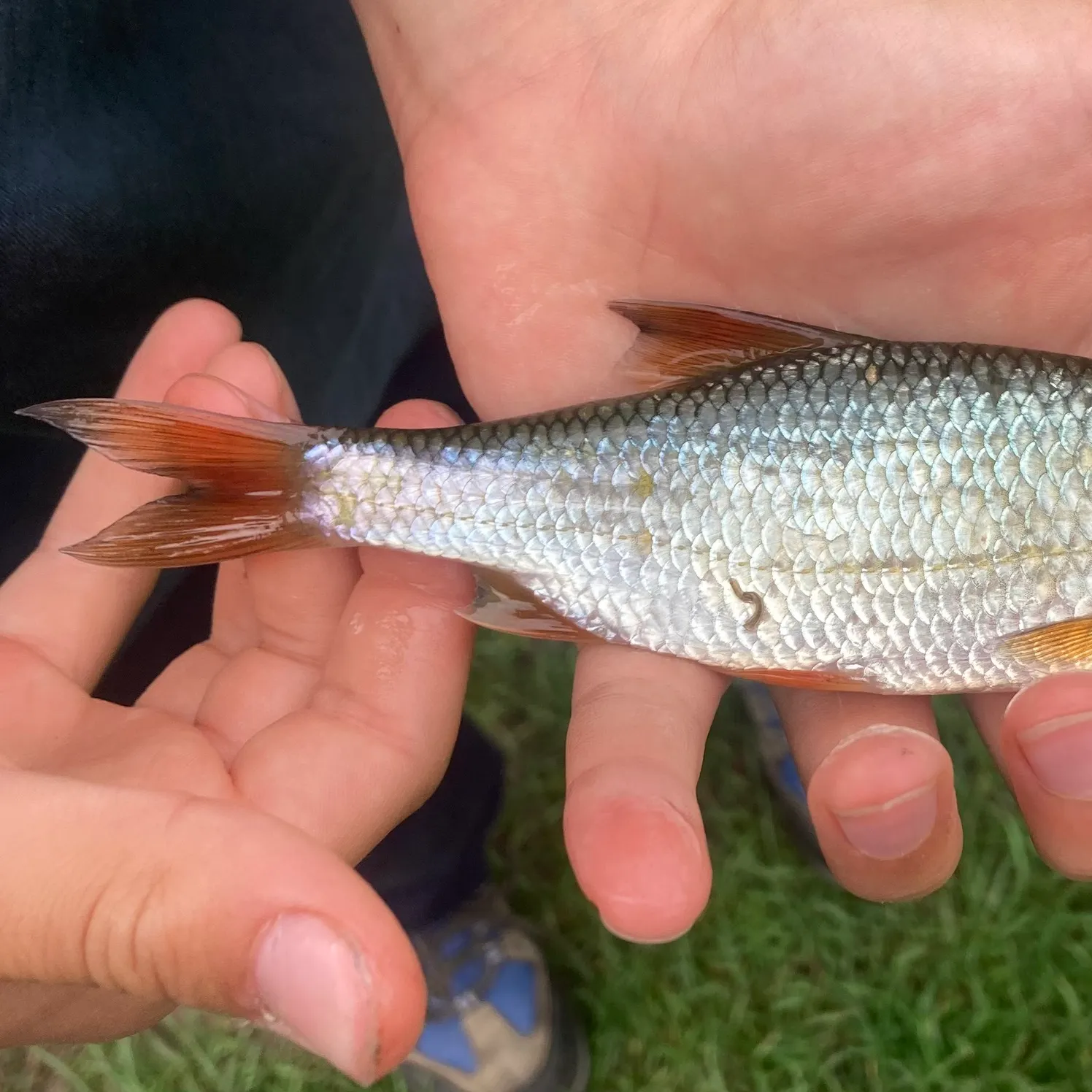 Common roach caught on Fishbrain