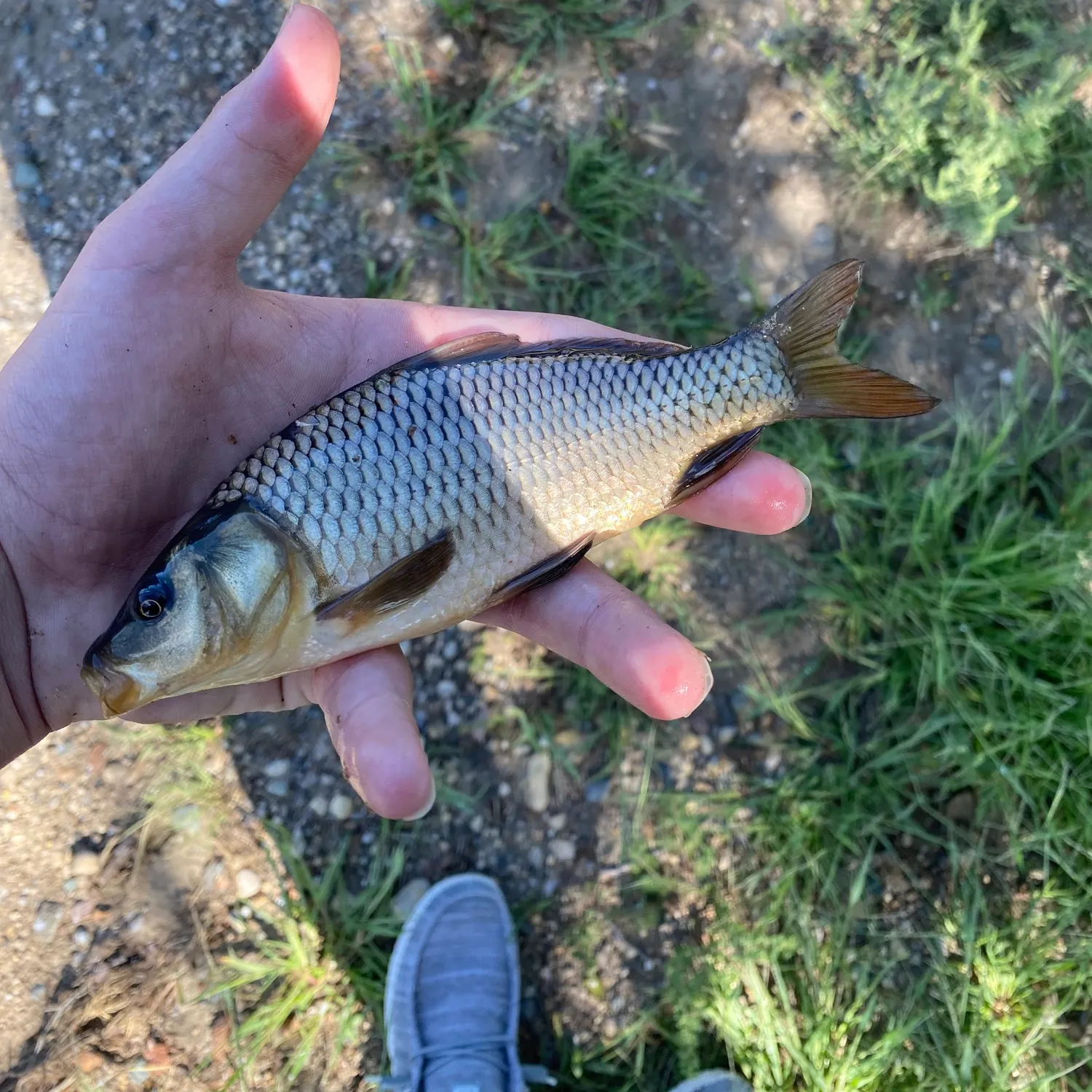 Common carp caught on Fishbrain