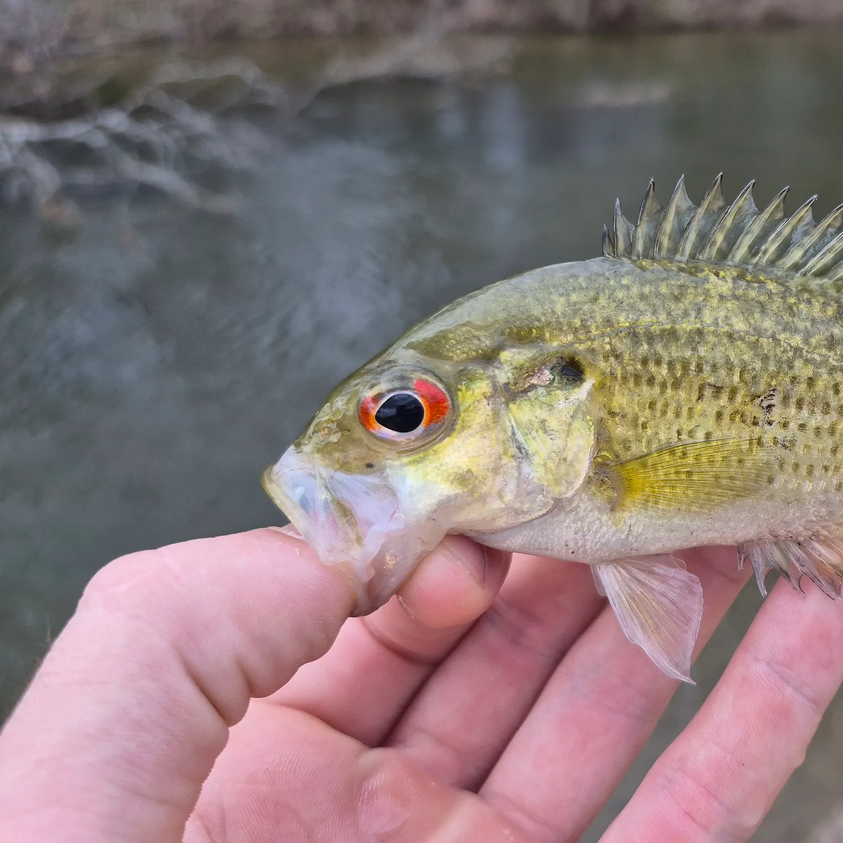 The most recent Rock bass catches on Fishbrain