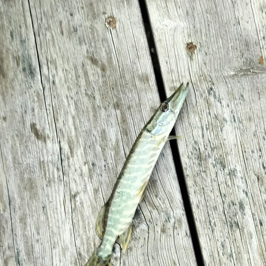 Northern pike caught on Fishbrain
