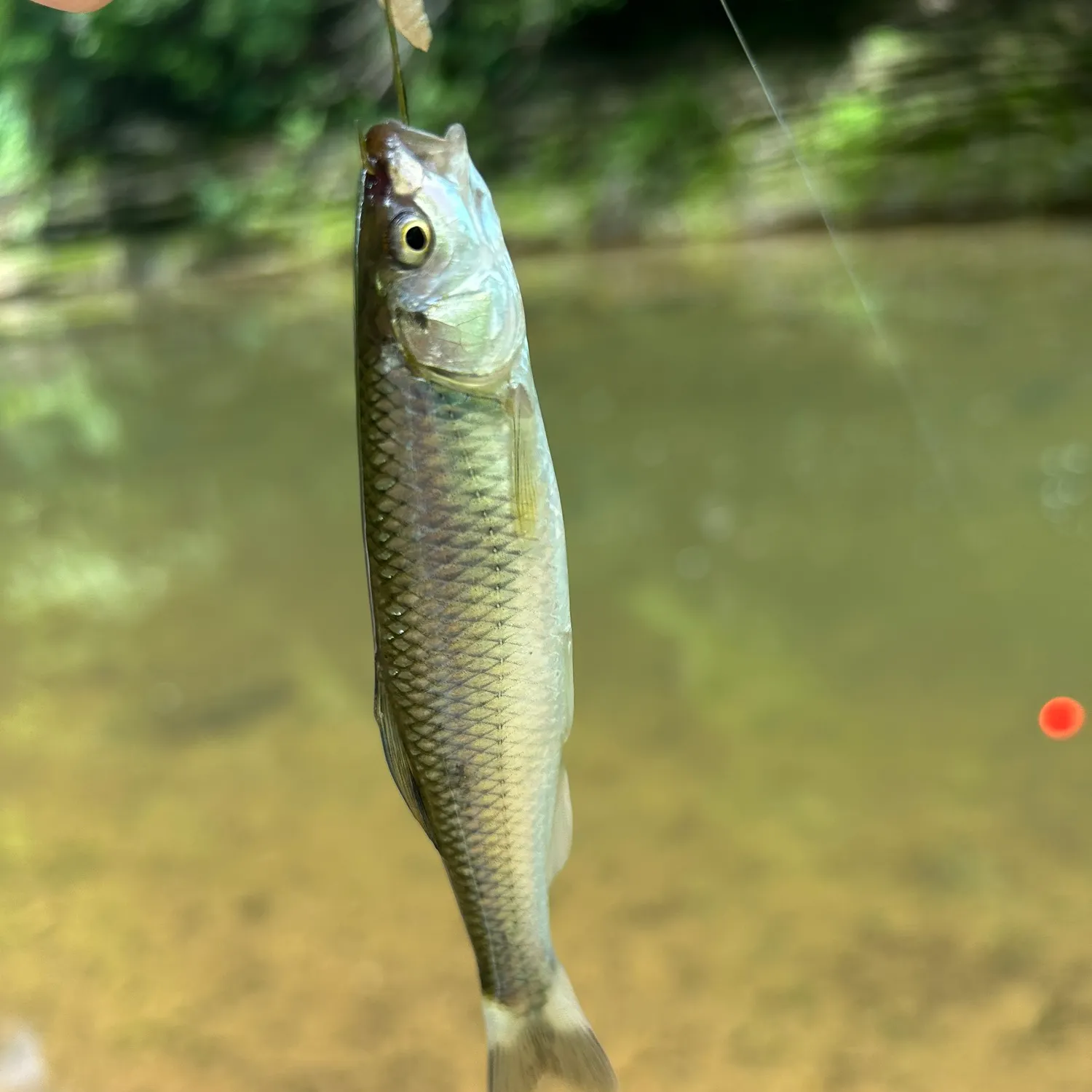 The most recent Whitetail shiner catches on Fishbrain