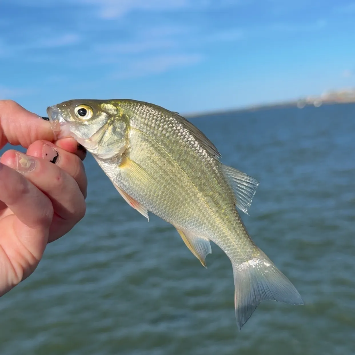 White perch caught on Fishbrain