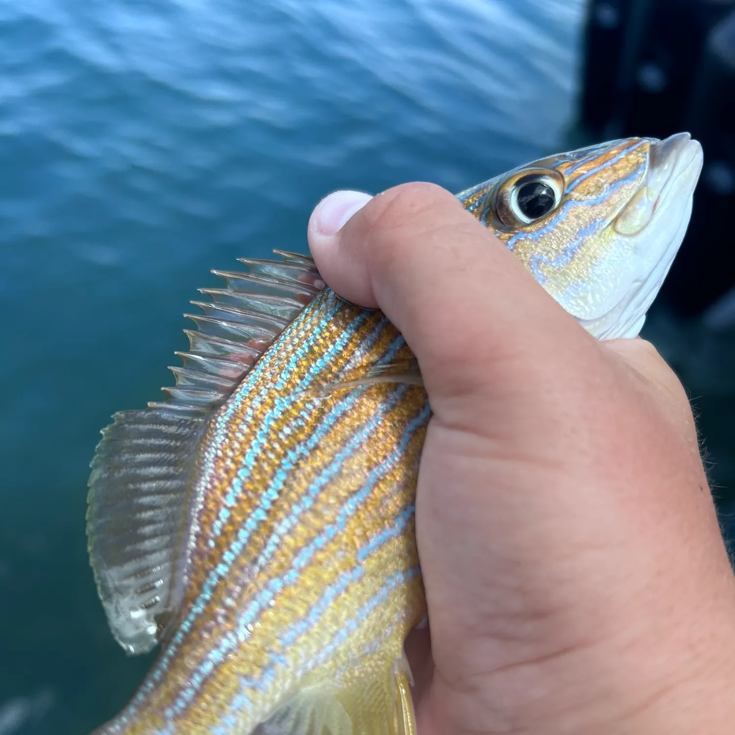 The most recent Bluestriped grunt catches on Fishbrain