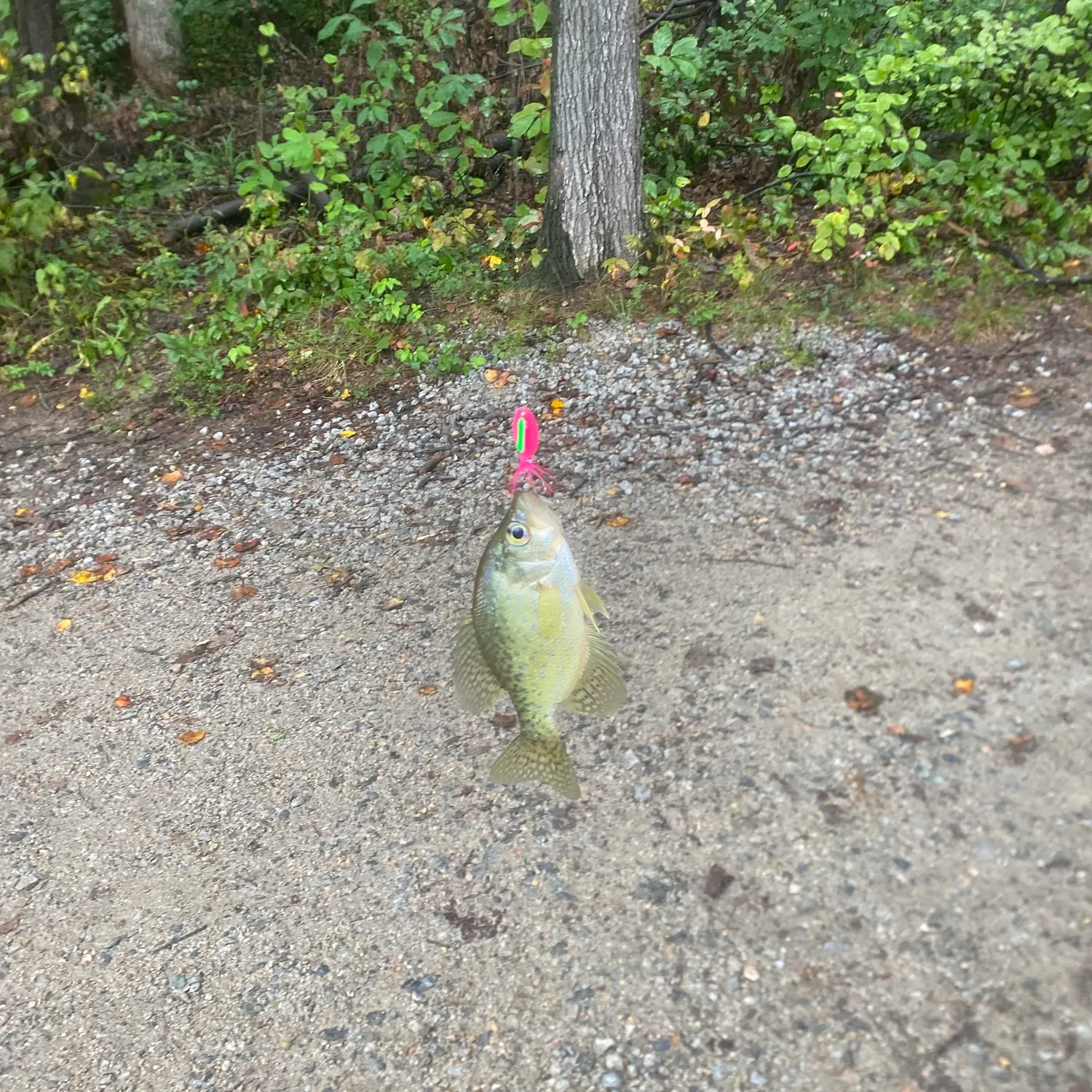 White crappie caught on Fishbrain