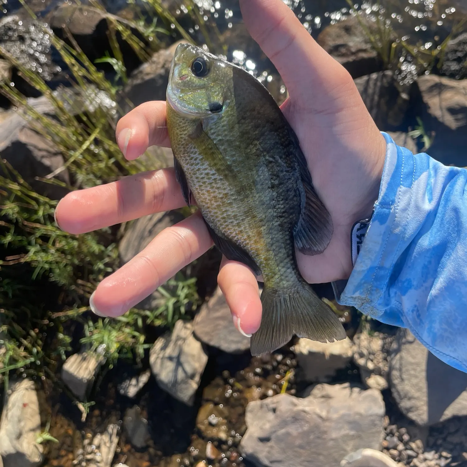 Bluegill caught on Fishbrain
