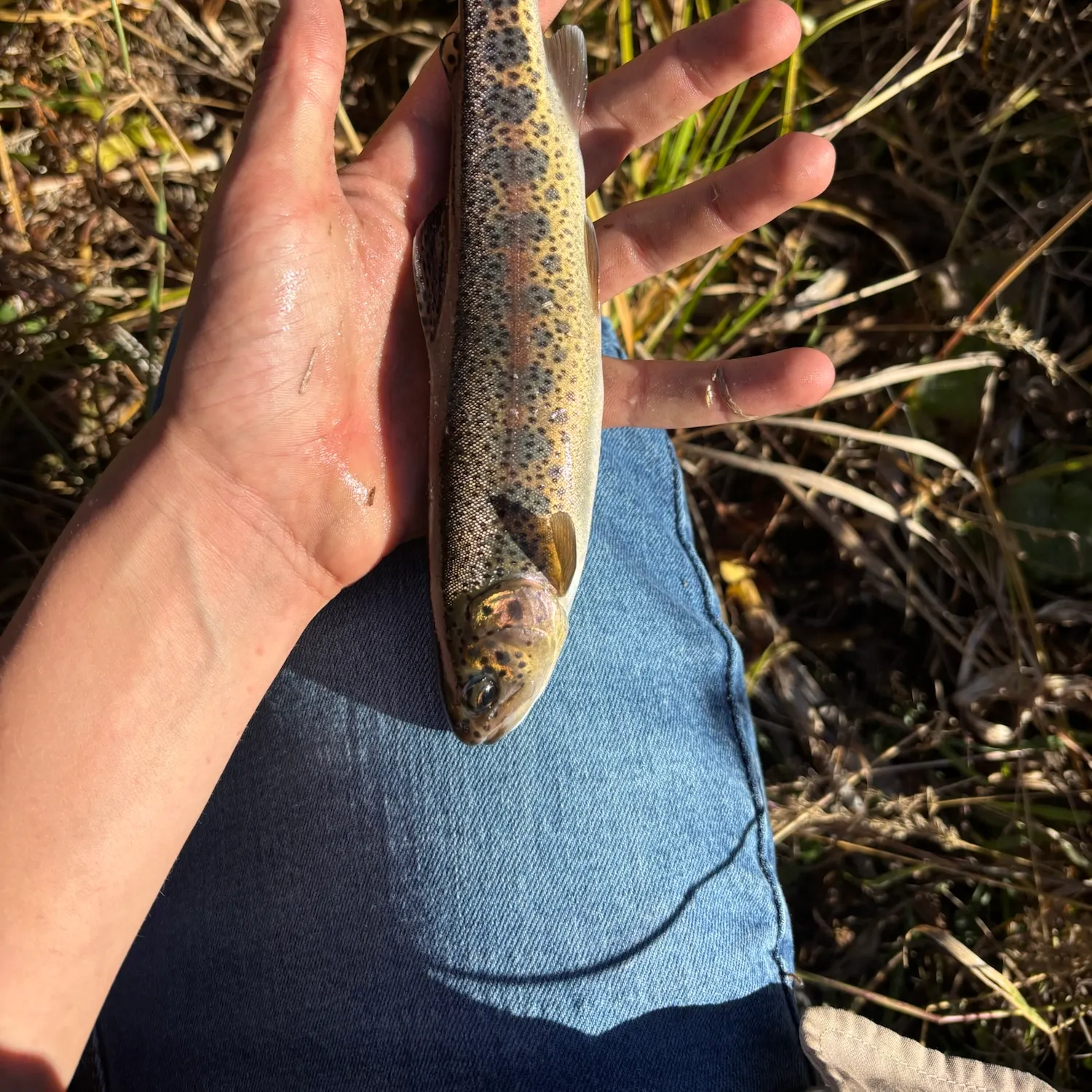 Golden trout caught on Fishbrain