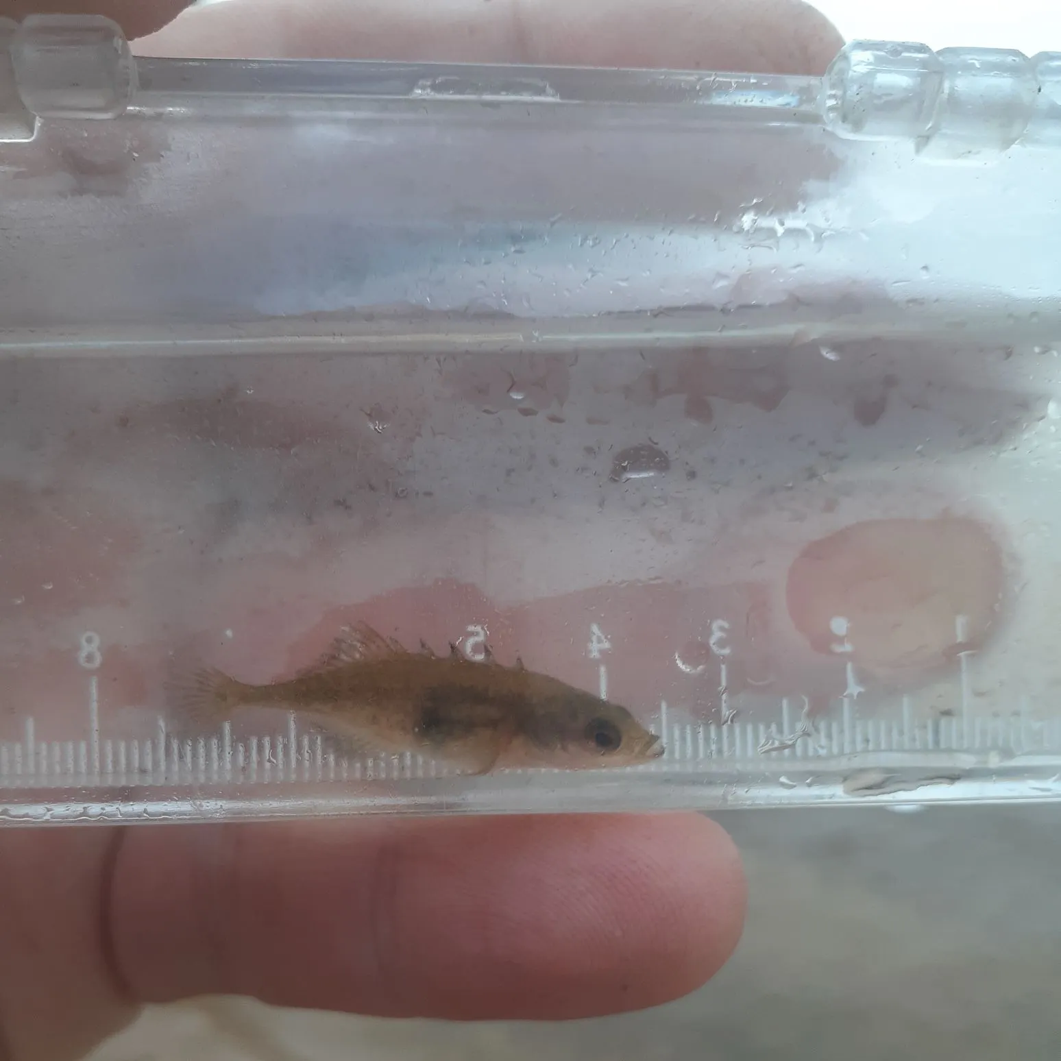 The most recent Brook stickleback catches on Fishbrain