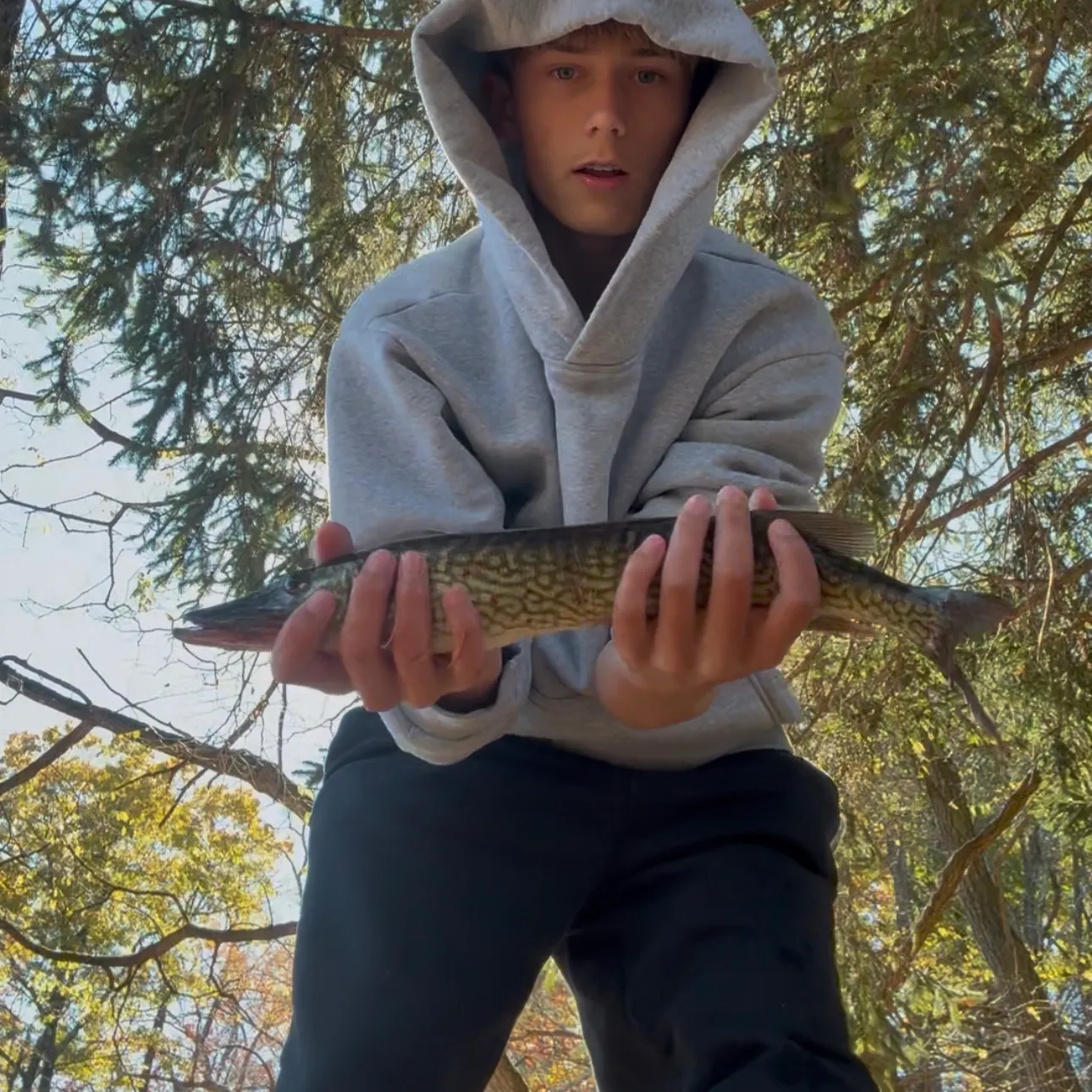 Chain pickerel caught on Fishbrain