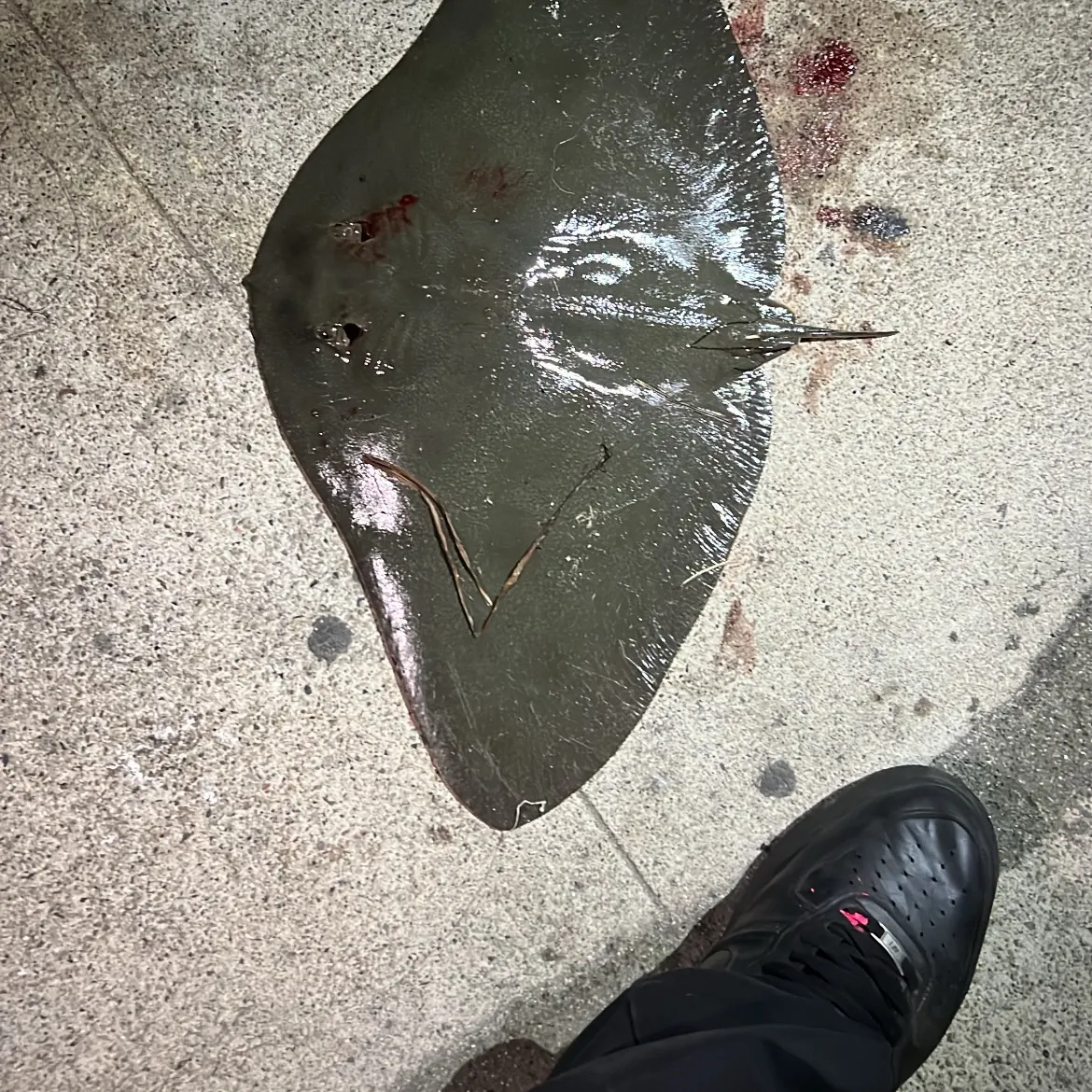 The most recent California butterfly ray catches on Fishbrain