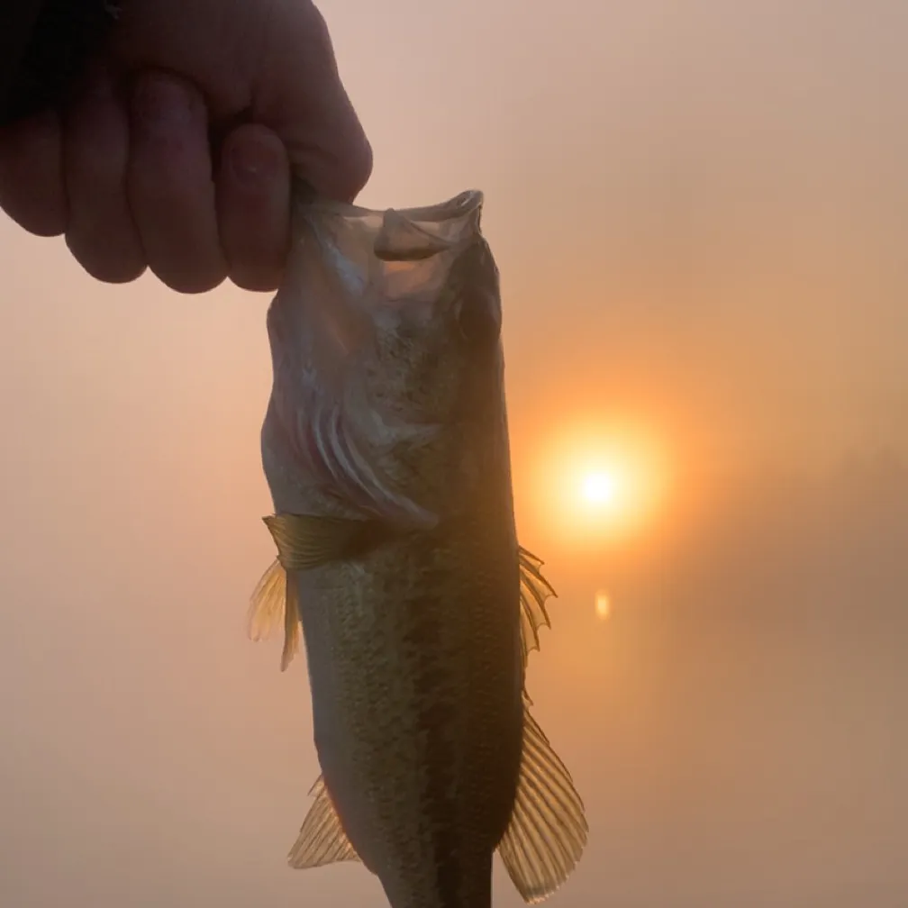 Largemouth bass caught on Fishbrain