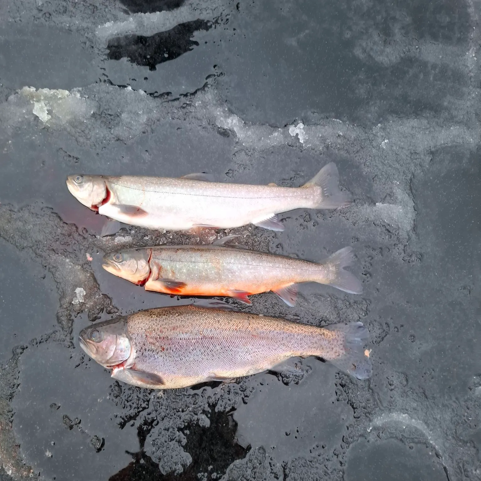 The most recent Arctic char catches on Fishbrain