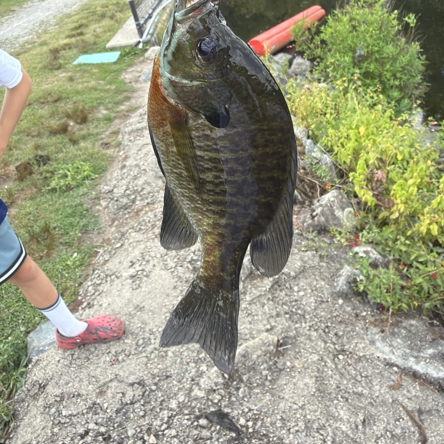 Bluegill caught on Fishbrain