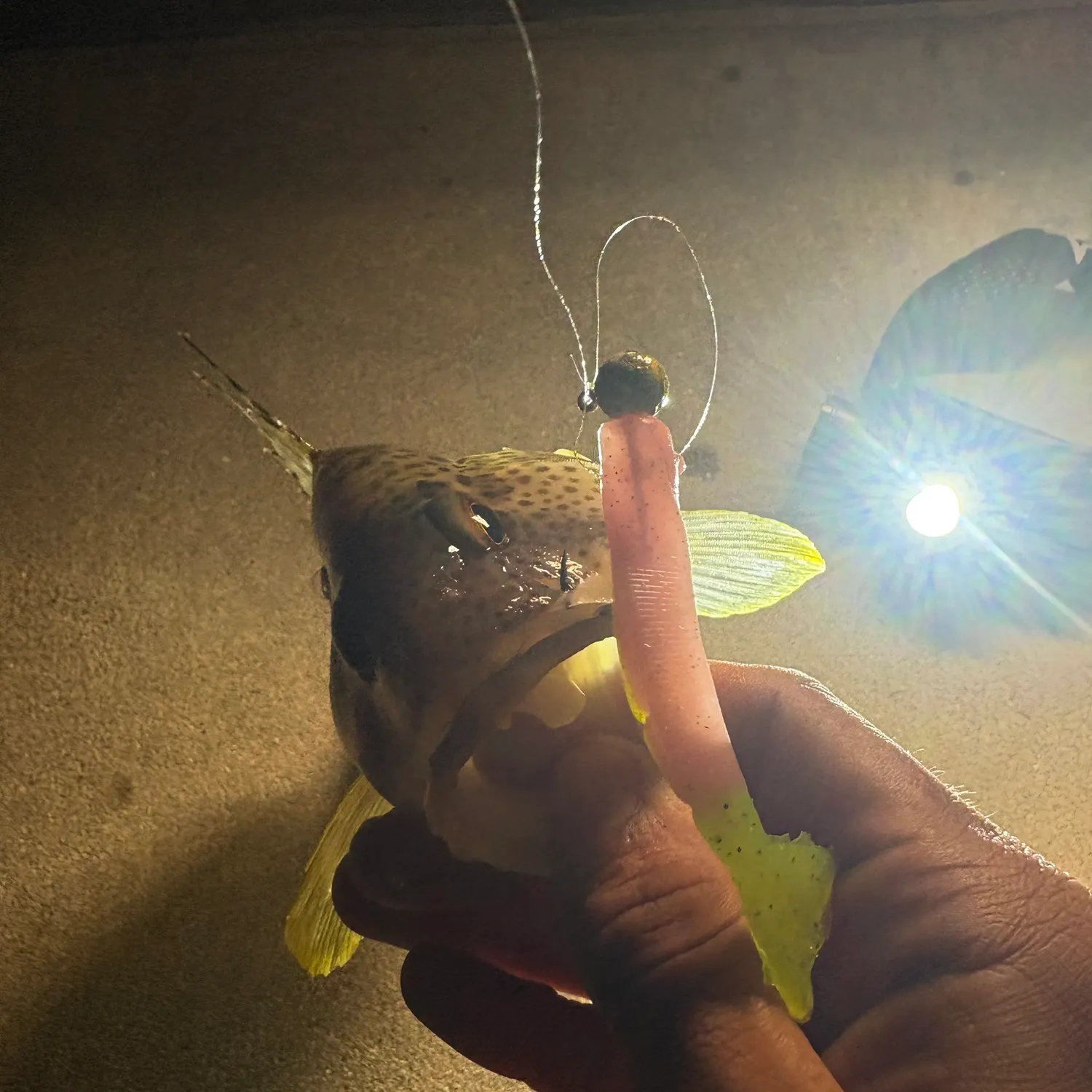 The most recent Spotted sand bass catches on Fishbrain