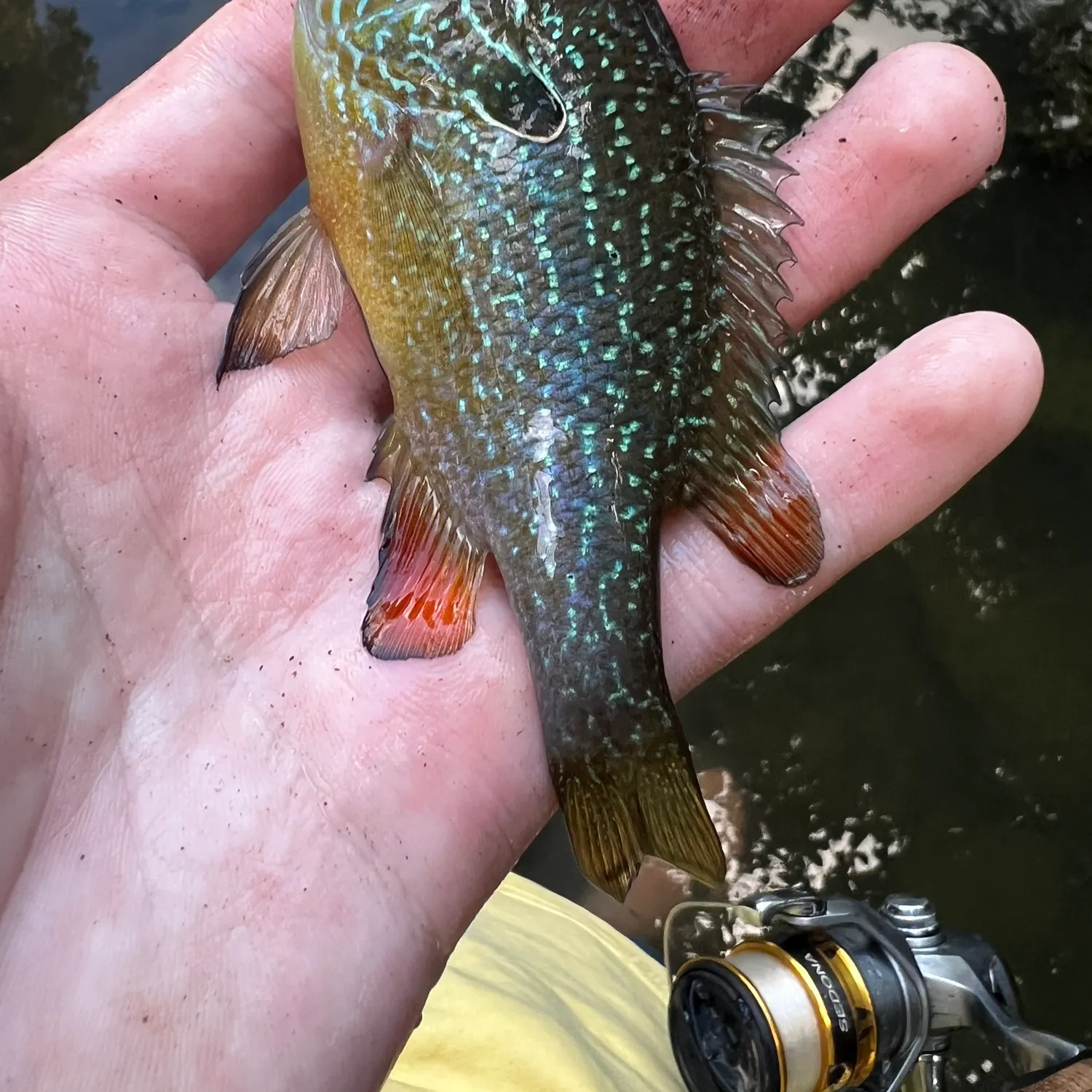 The most recent Swampland longear sunfish catches on Fishbrain