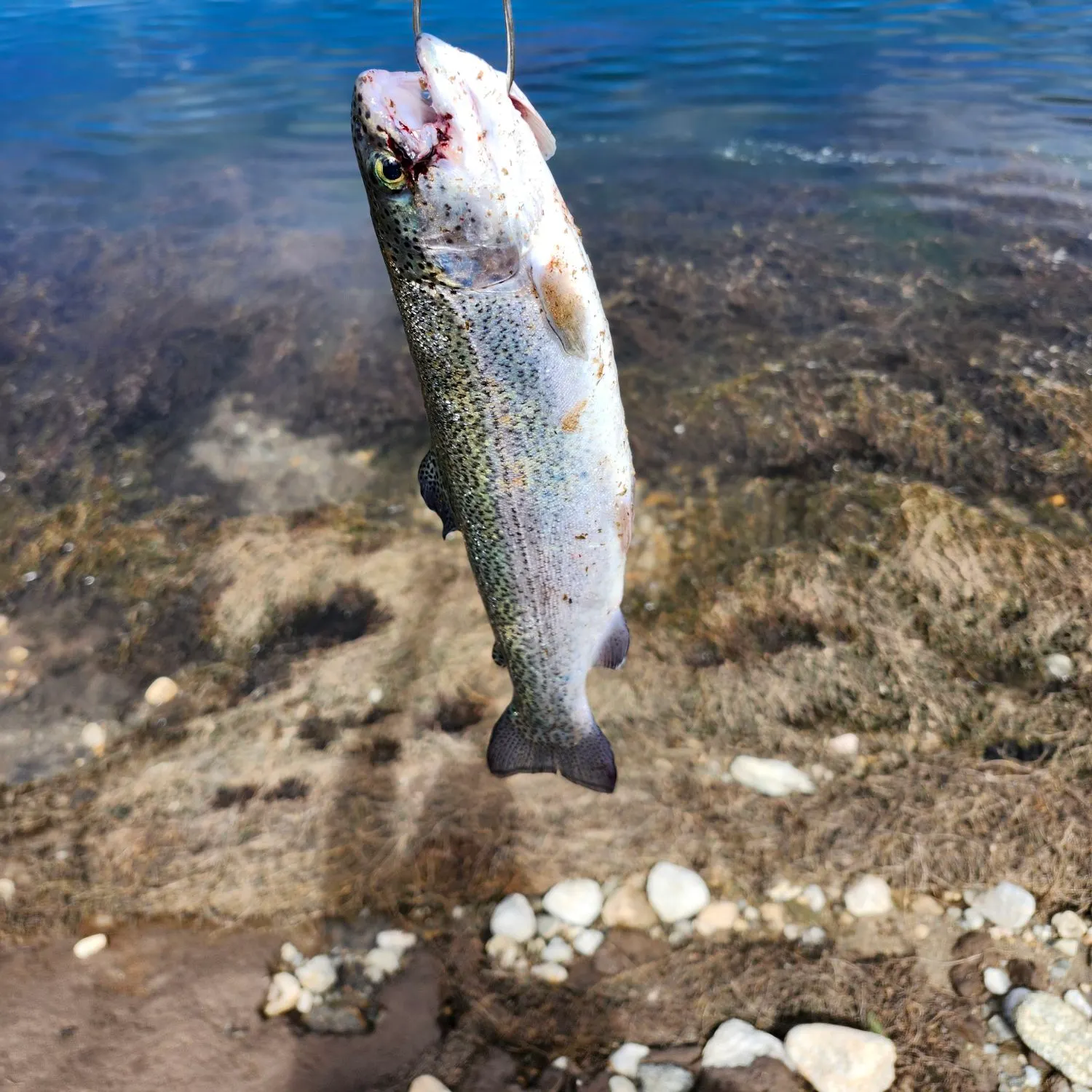 Rainbow trout caught on Fishbrain