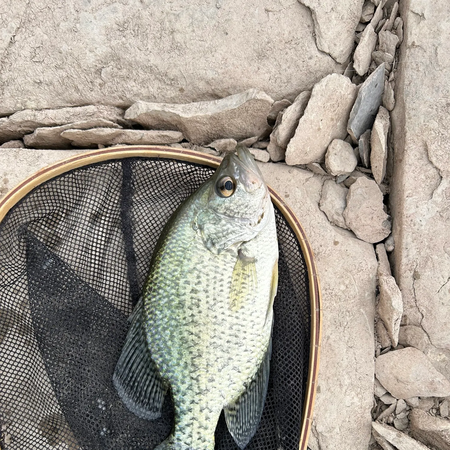 Black crappie caught on Fishbrain