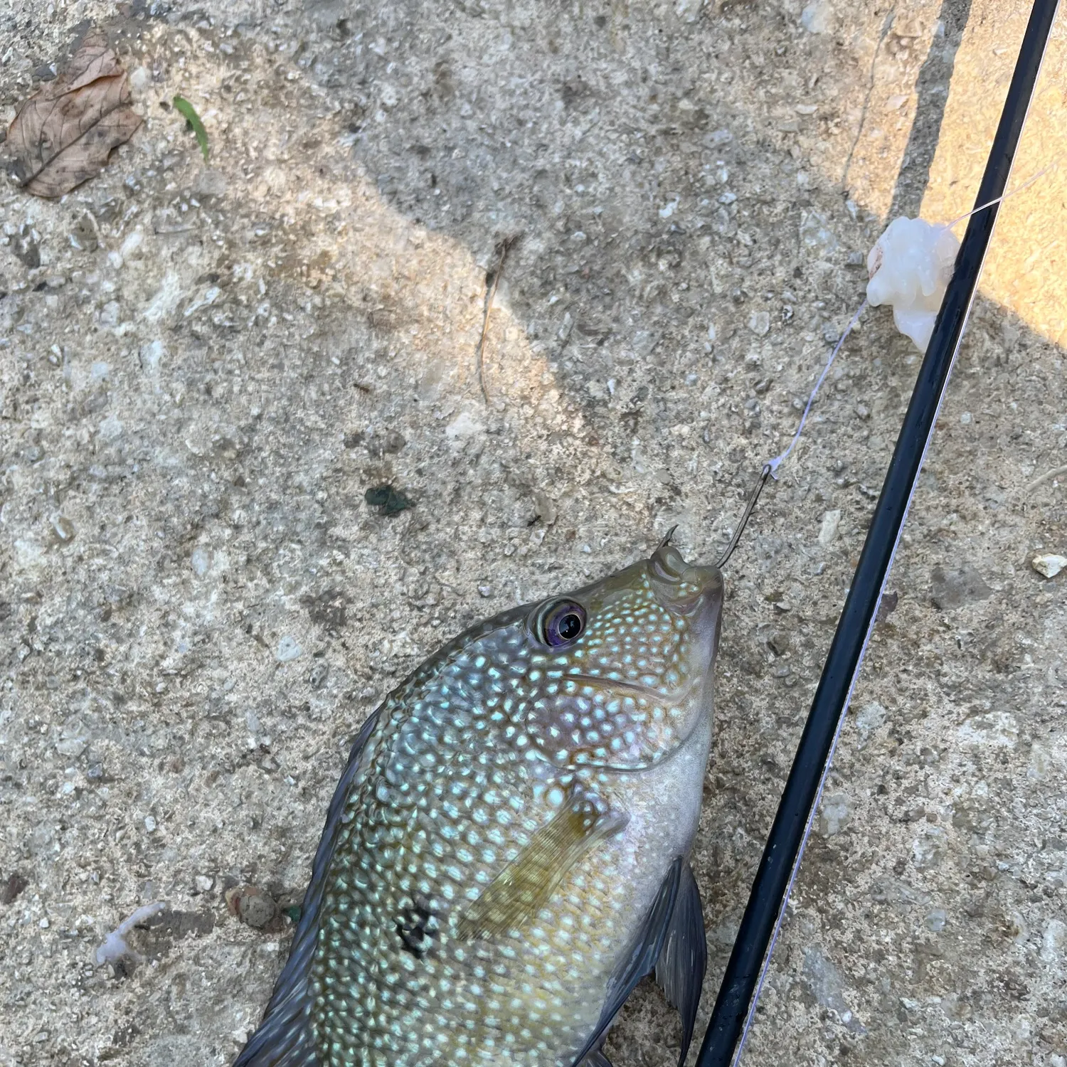 Rio Grande cichlid caught on Fishbrain