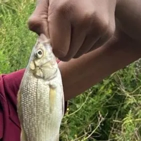 White bass caught on Fishbrain