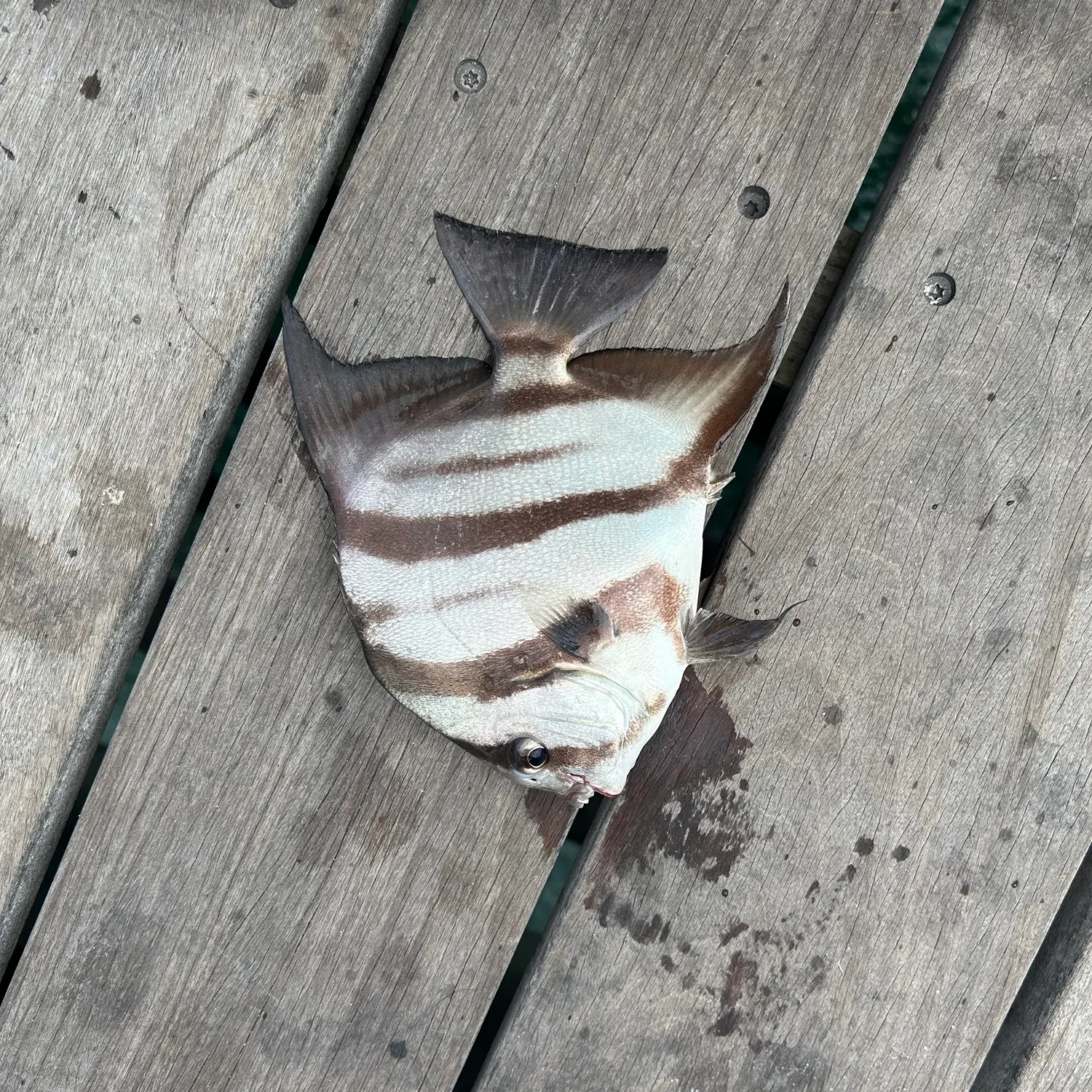 Atlantic spadefish caught on Fishbrain