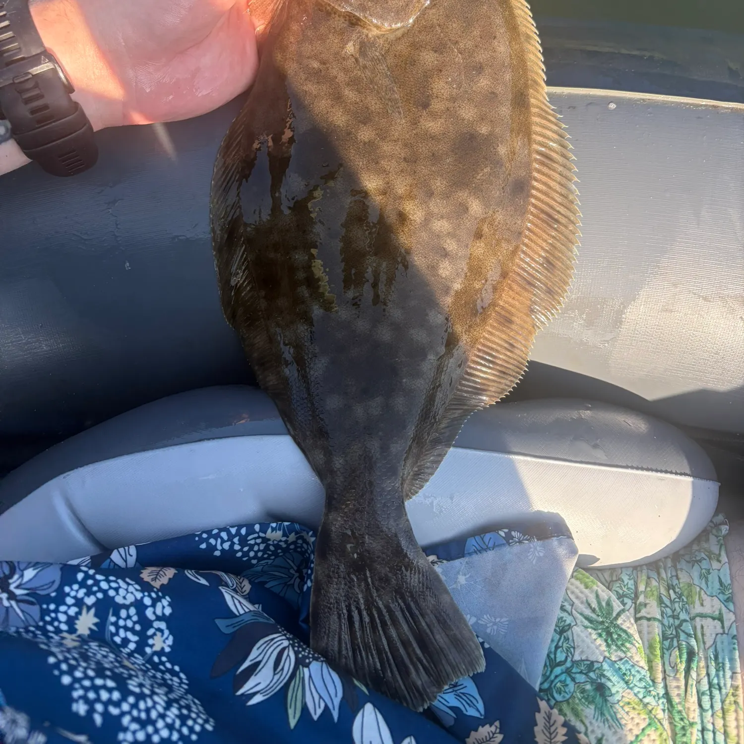 recently logged catches