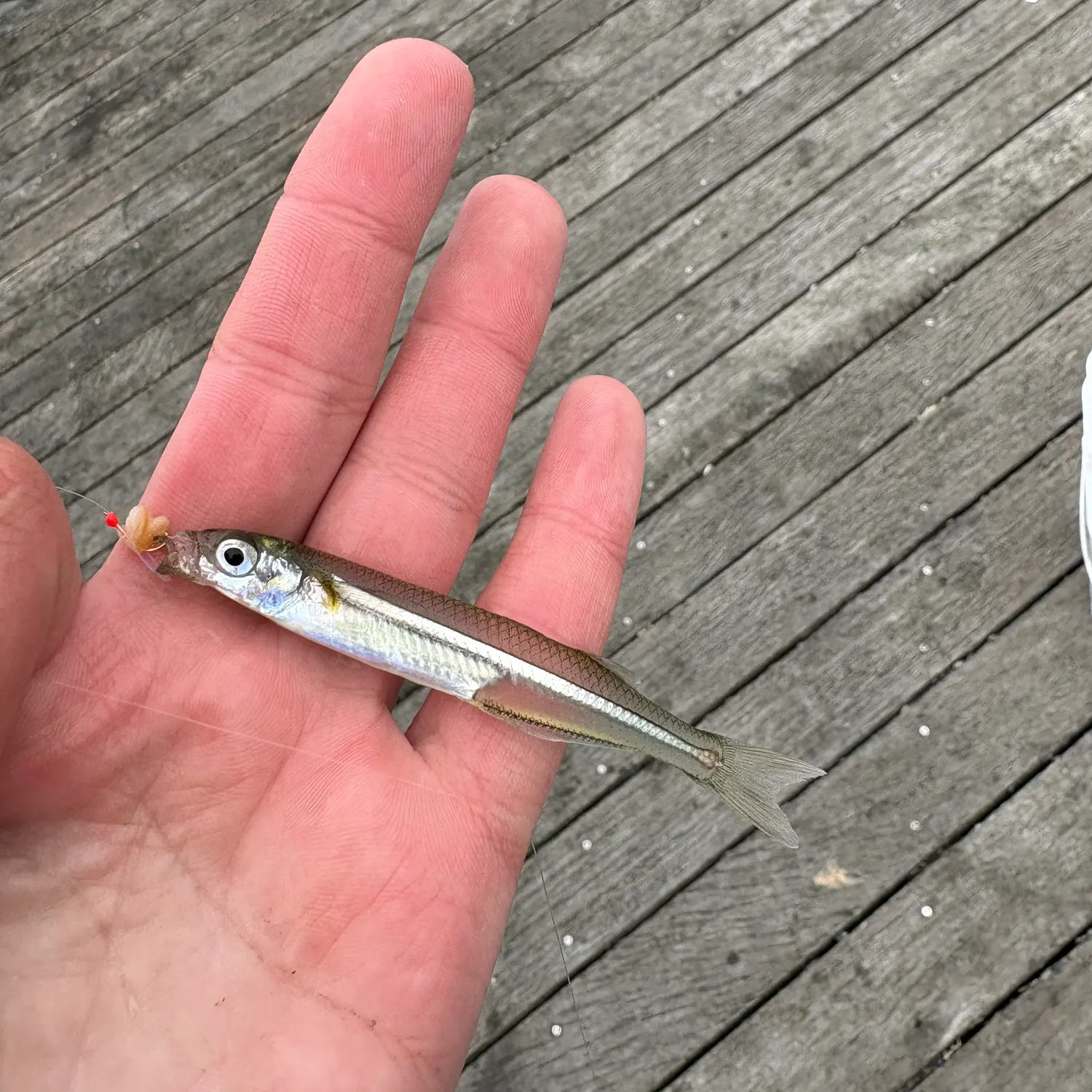 The most recent Atlantic silverside catches on Fishbrain