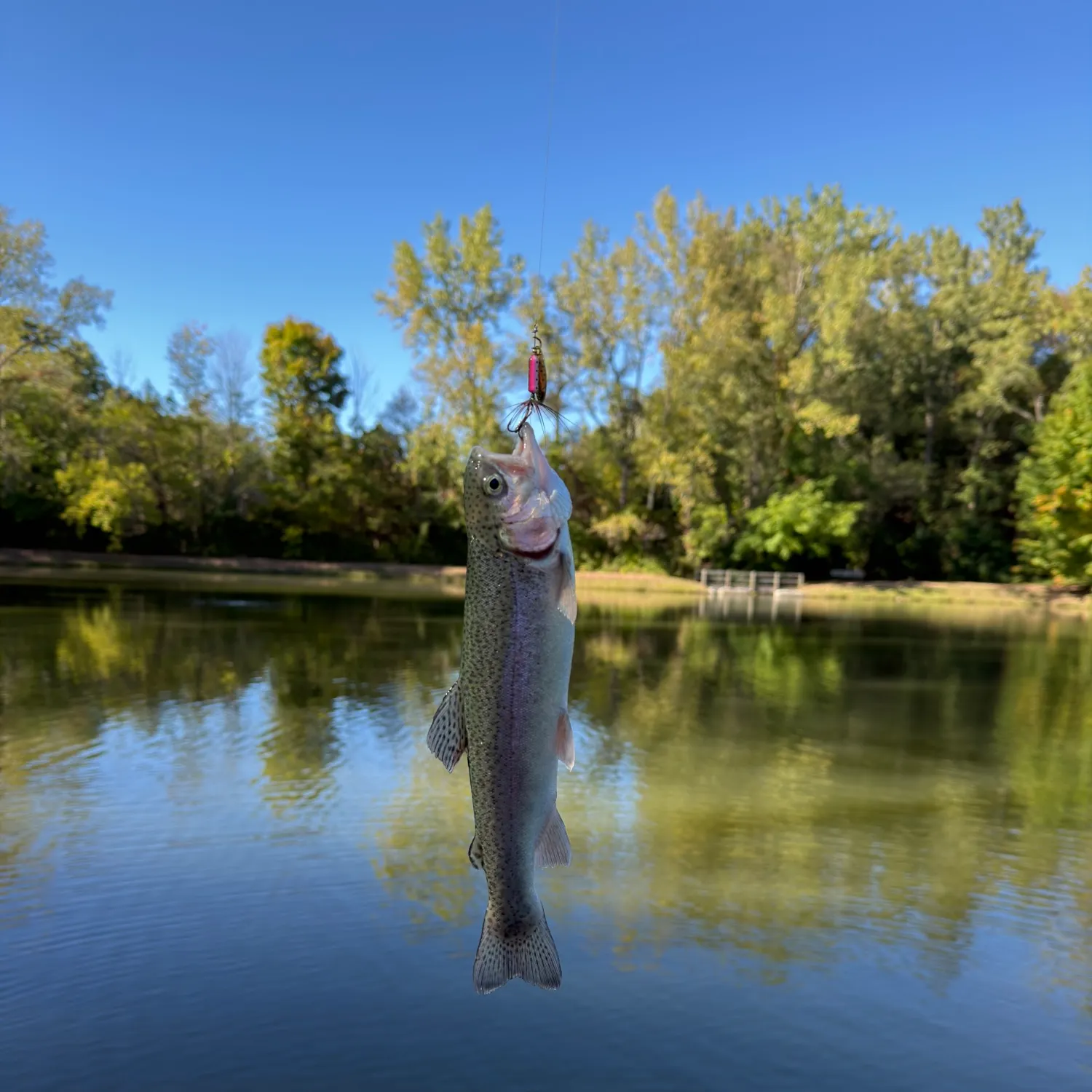 Rainbow trout caught on Fishbrain