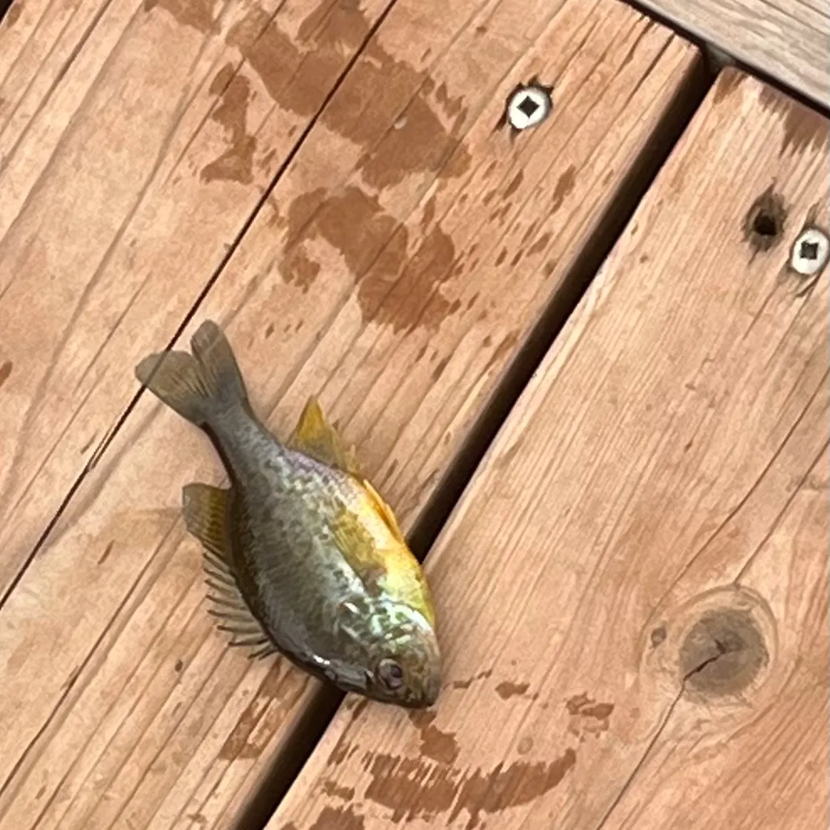 Pumpkinseed caught on Fishbrain