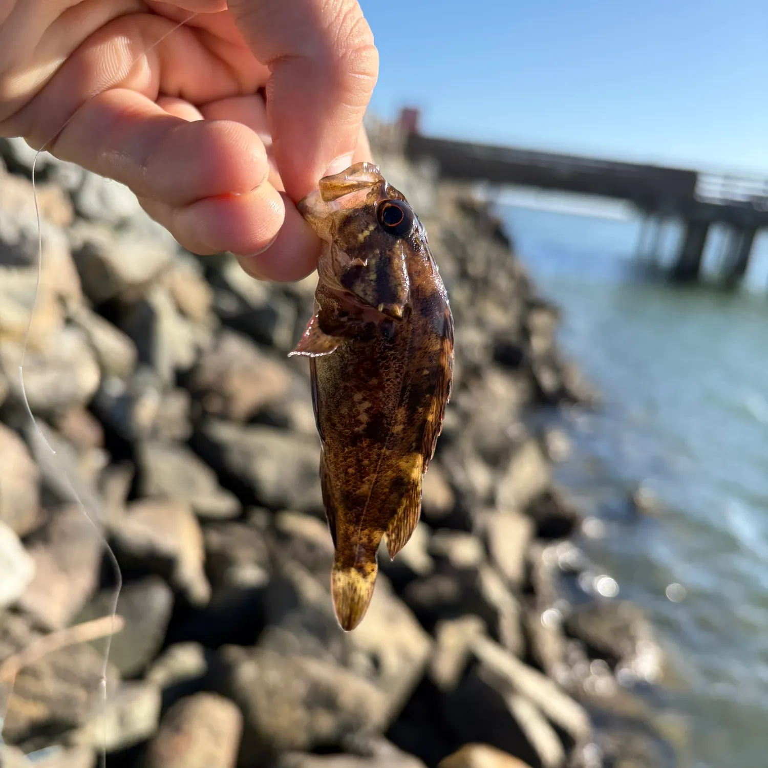 Grass rockfish caught on Fishbrain