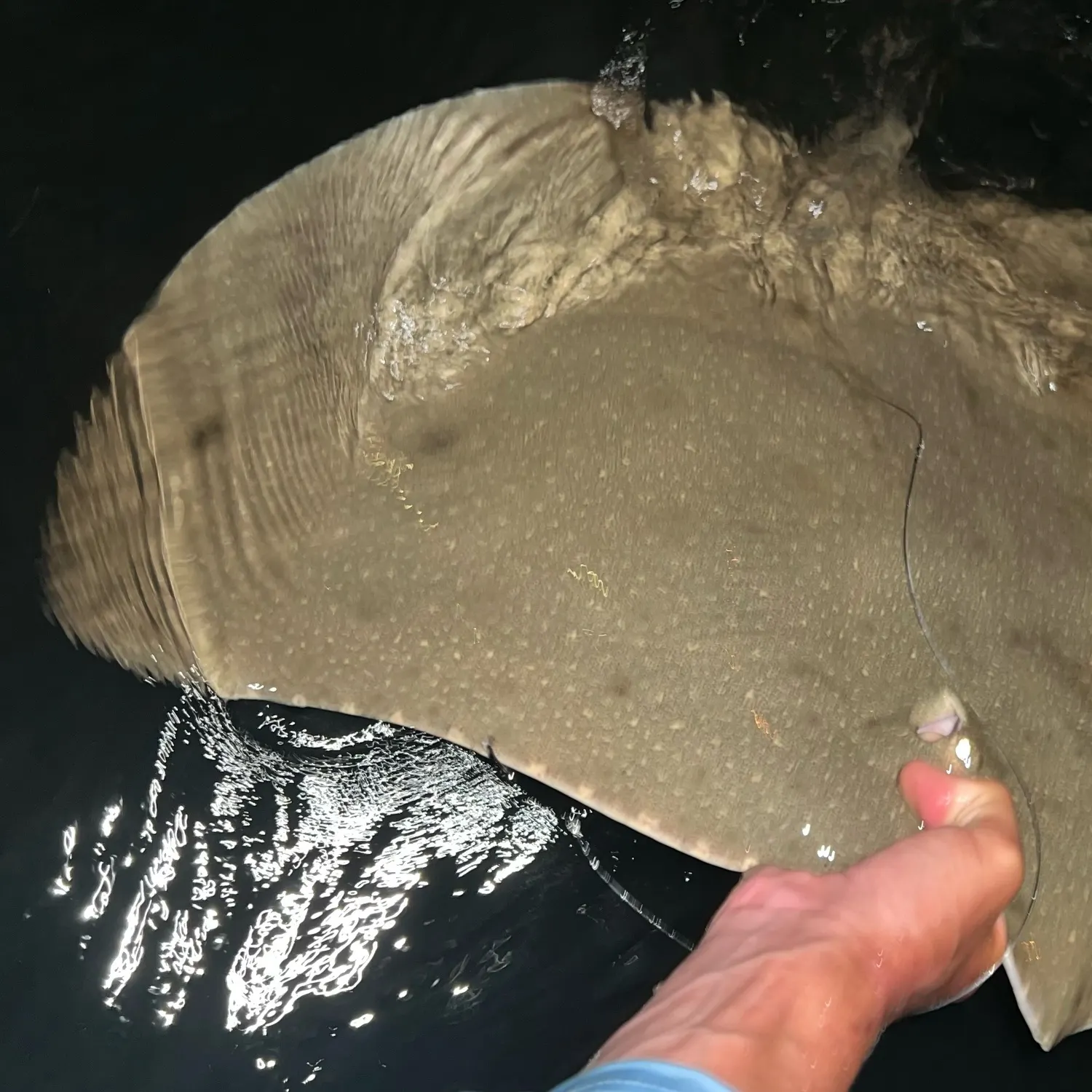 The most recent Smooth butterfly ray catches on Fishbrain