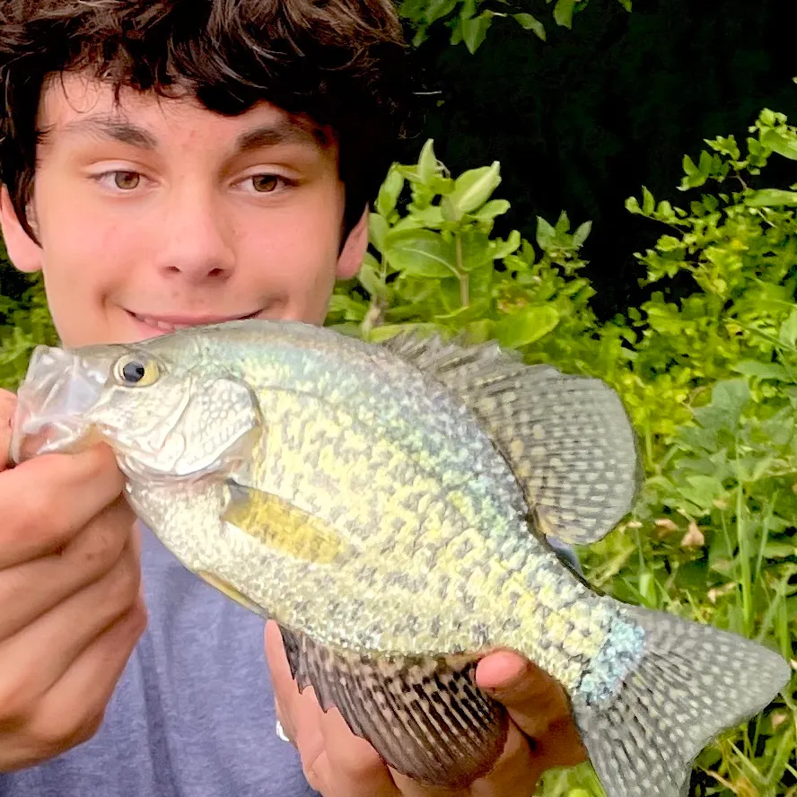 Black crappie caught on Fishbrain