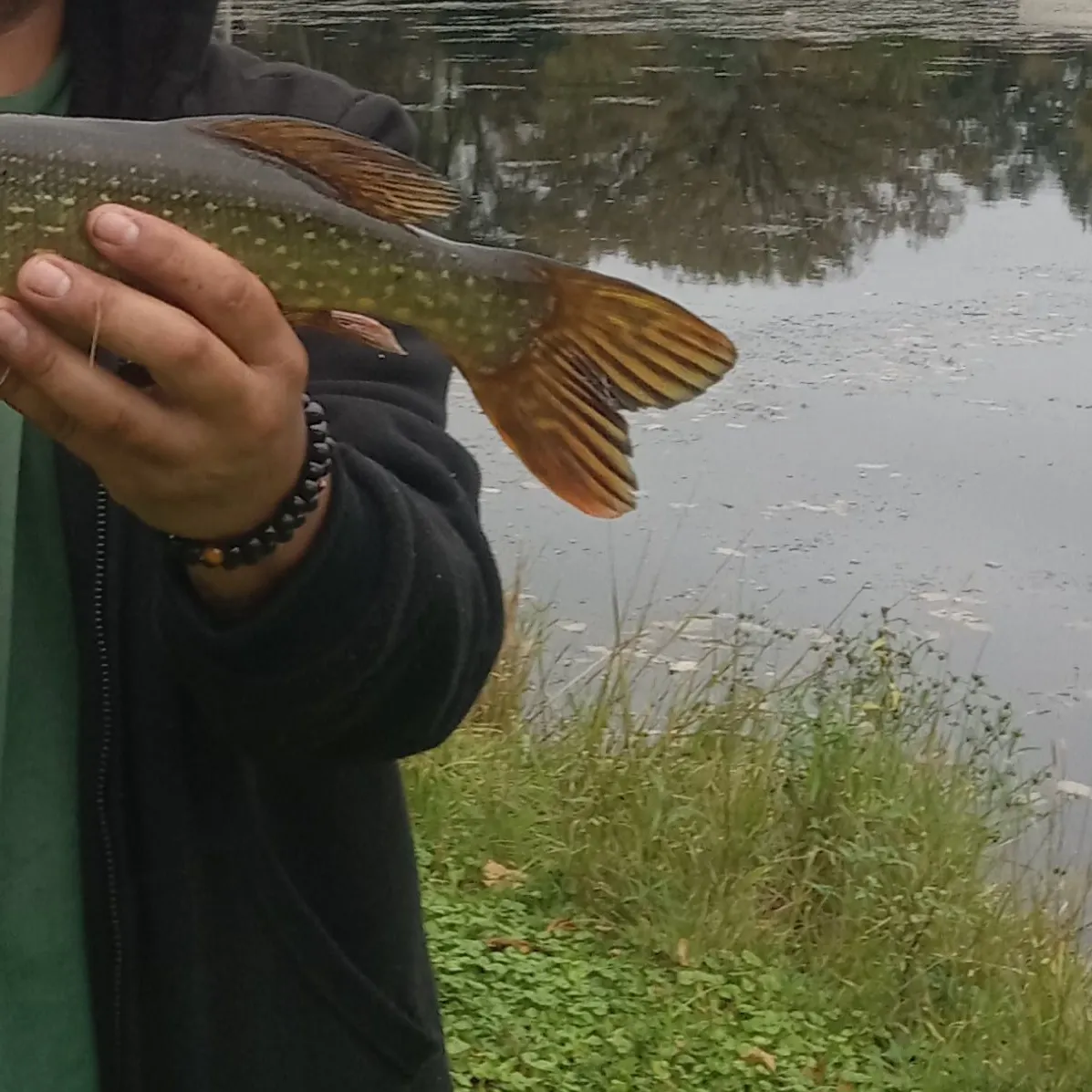 Northern pike caught on Fishbrain
