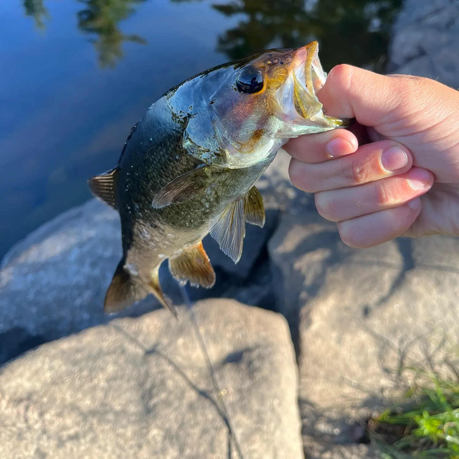 Smallmouth bass caught on Fishbrain